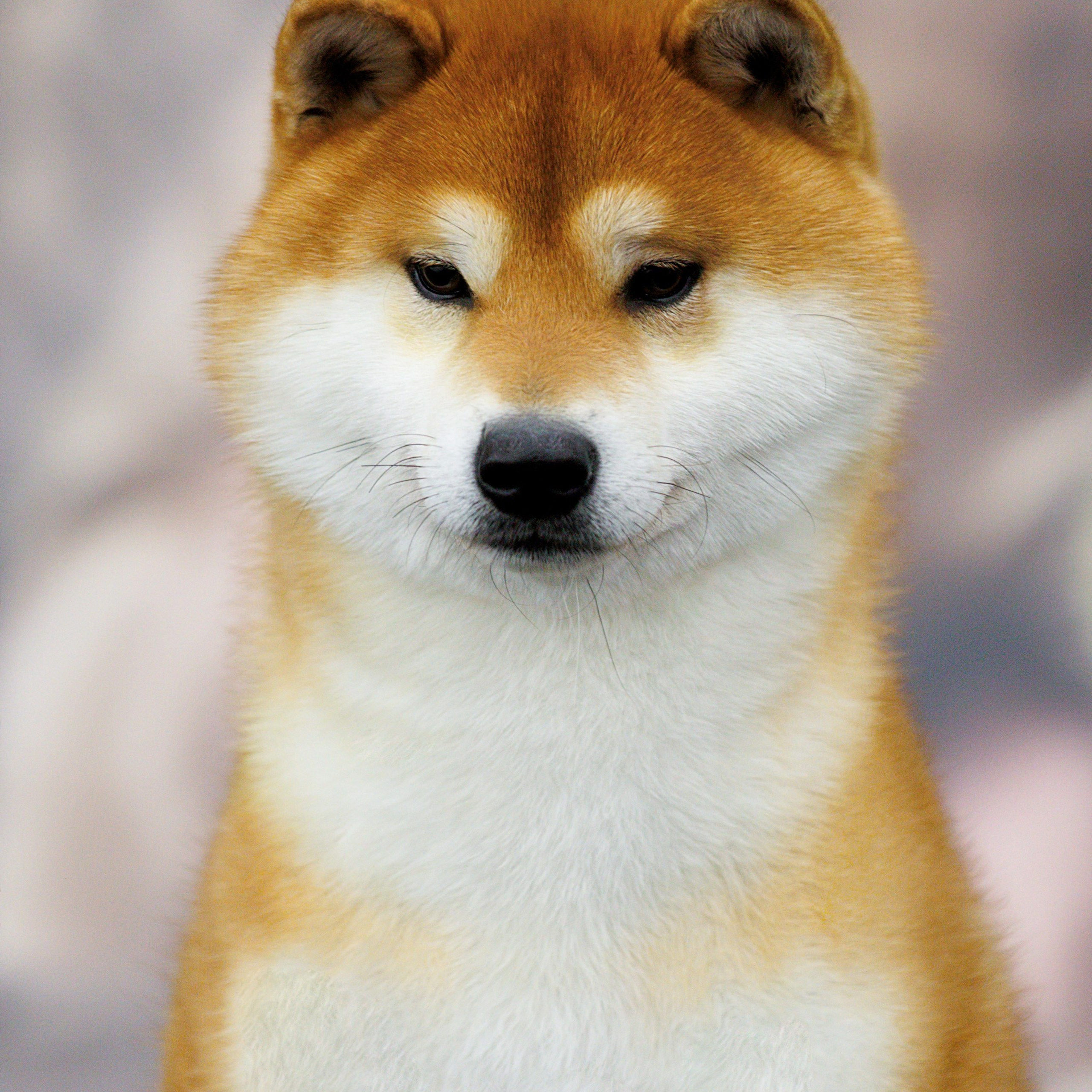 SHIOMARU ALL ABOUT YOU. SHIOMARU Shiba and Akita Inu Kennel