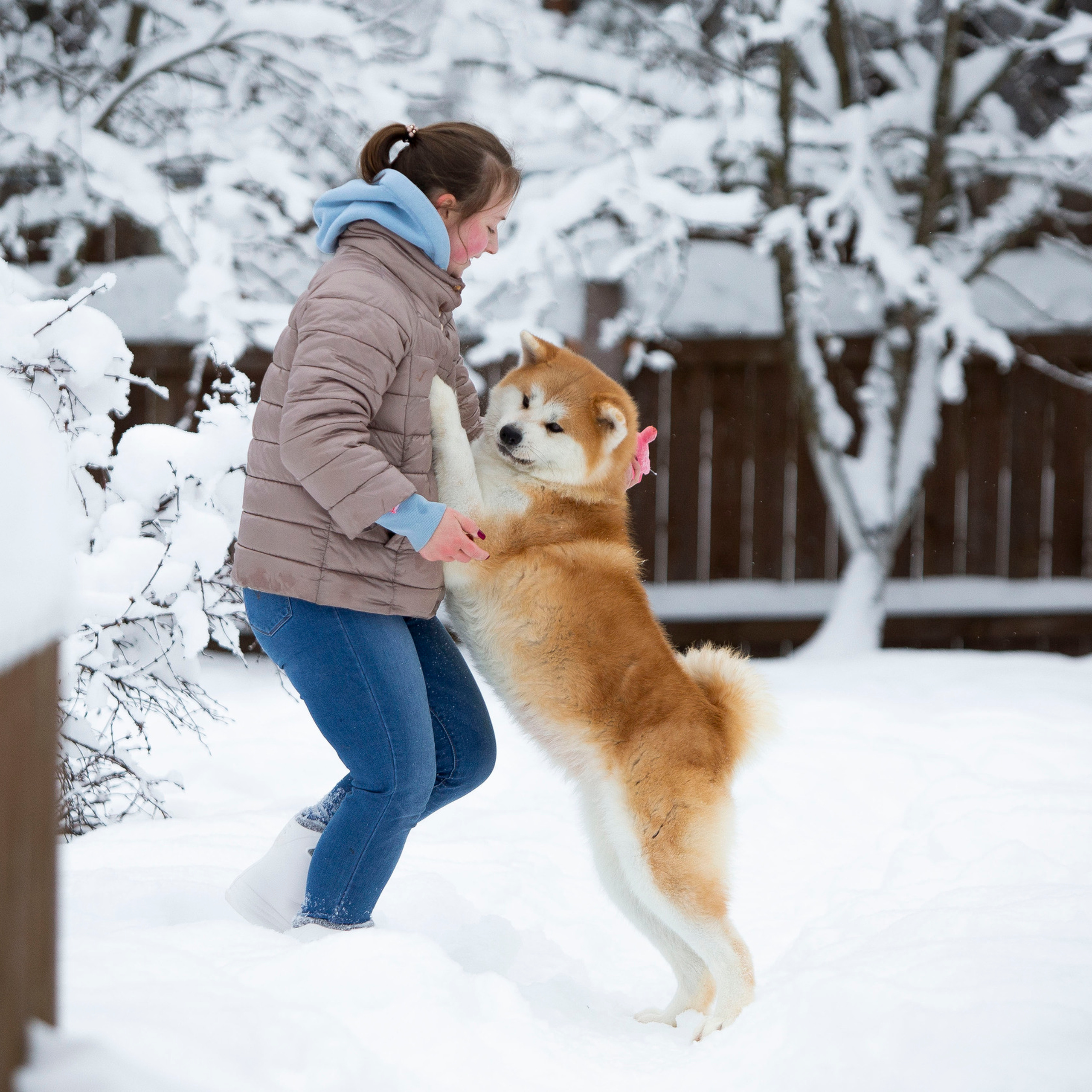 SAEMI GO TOKIMITSU. SHIOMARU Питомник сиба и акита-ину