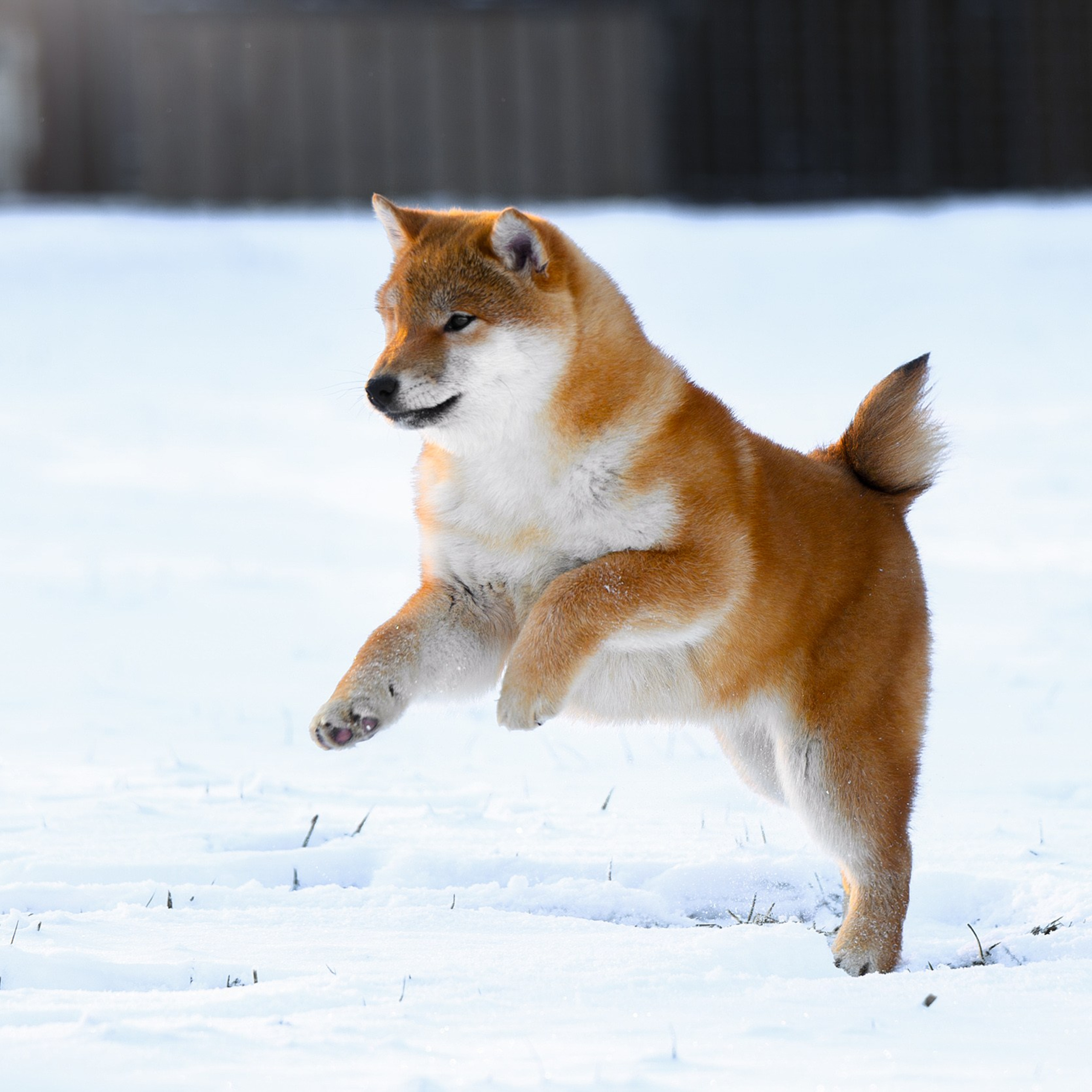 SHIBA. SHIOMARU Shiba and Akita Inu Kennel