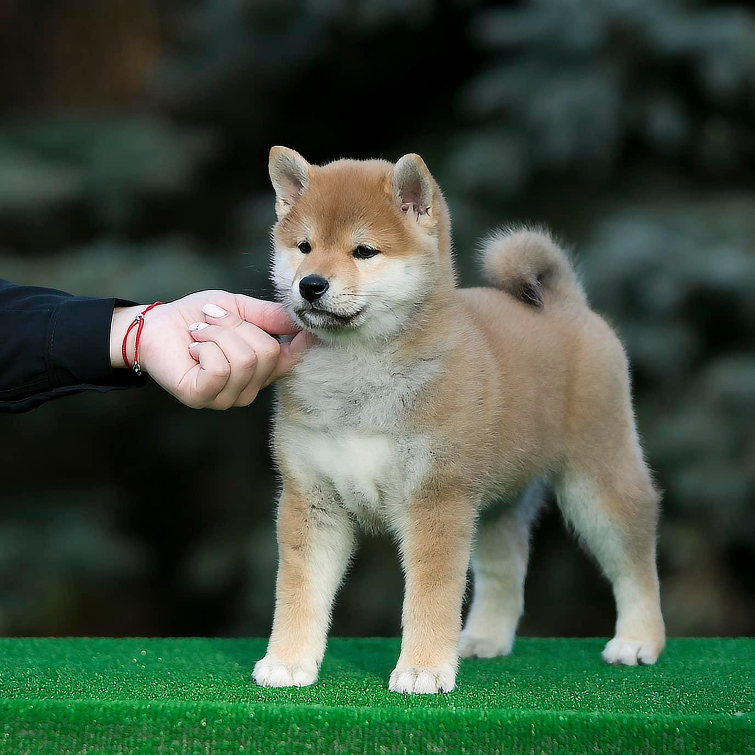 LITTER A. SHIOMARU Shiba and Akita Inu Kennel