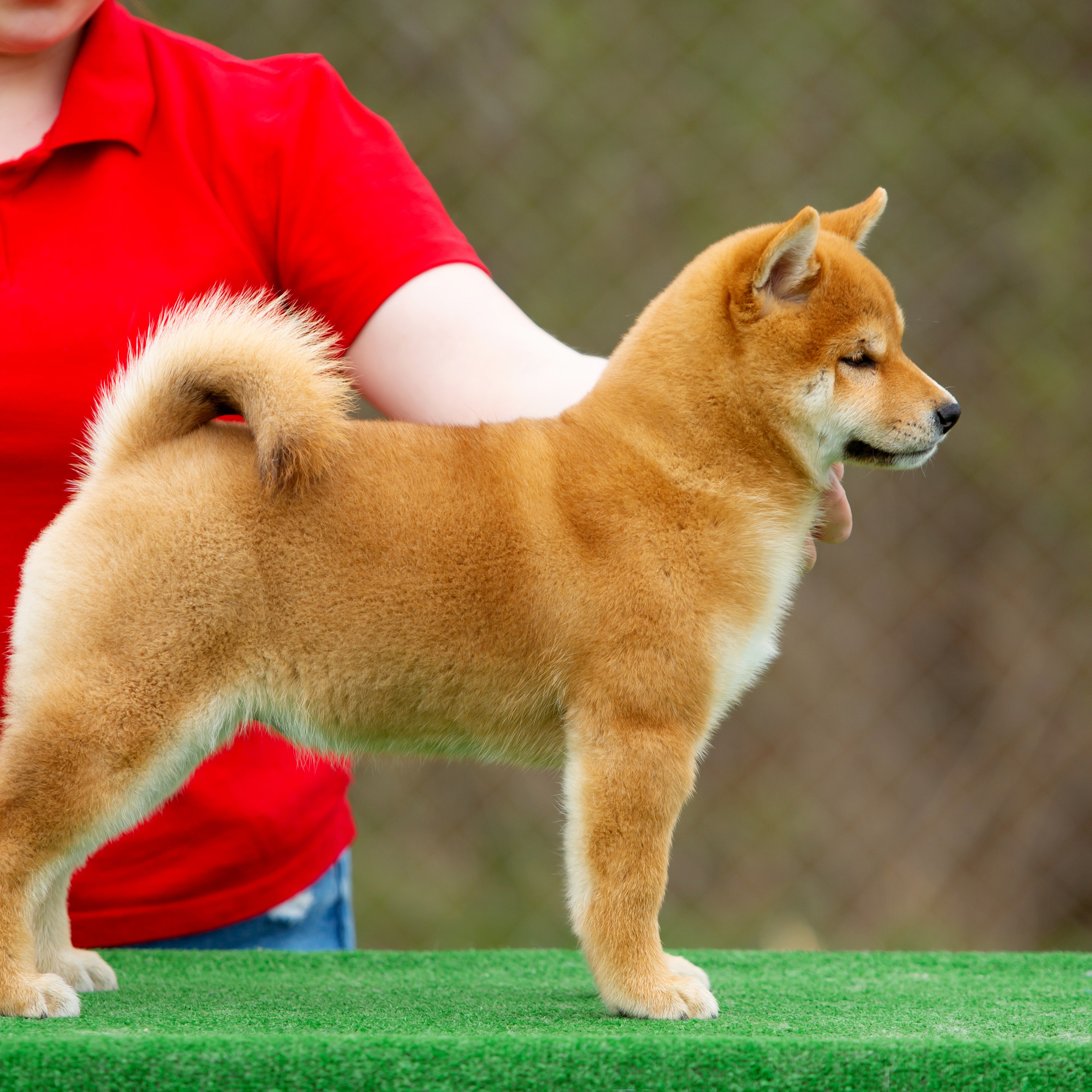 ПОМЕТ W-2022. SHIOMARU Питомник сиба и акита-ину