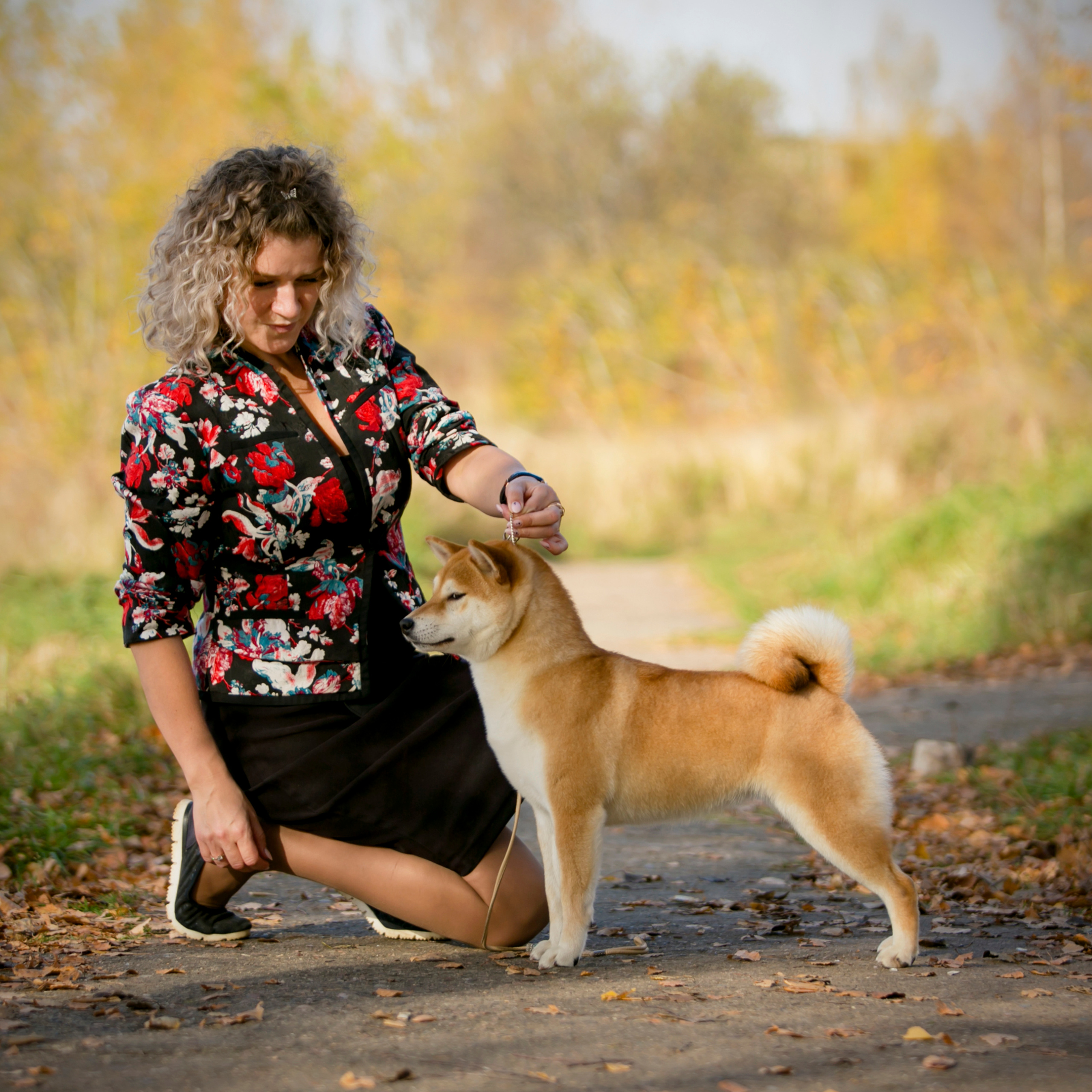 SHIOMARU QUEEN OF DRAGONS. SHIOMARU Питомник сиба и акита-ину