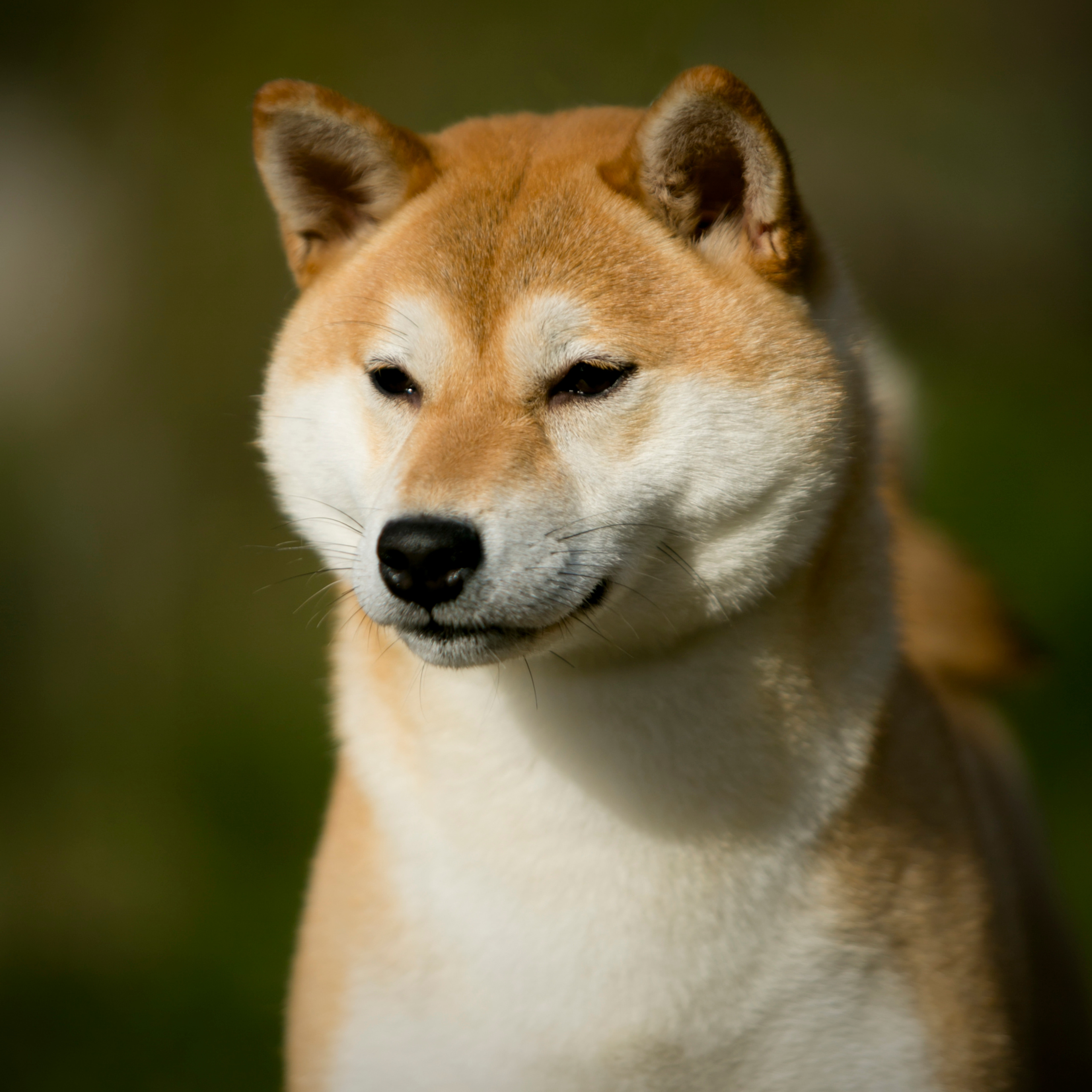 SHIOMARU QUEEN OF DRAGONS. SHIOMARU Питомник сиба и акита-ину