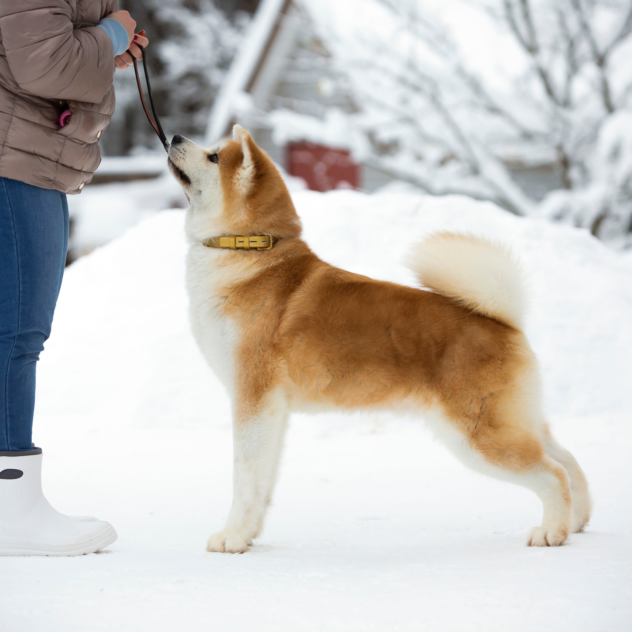 SAEMI GO TOKIMITSU. SHIOMARU Питомник сиба и акита-ину