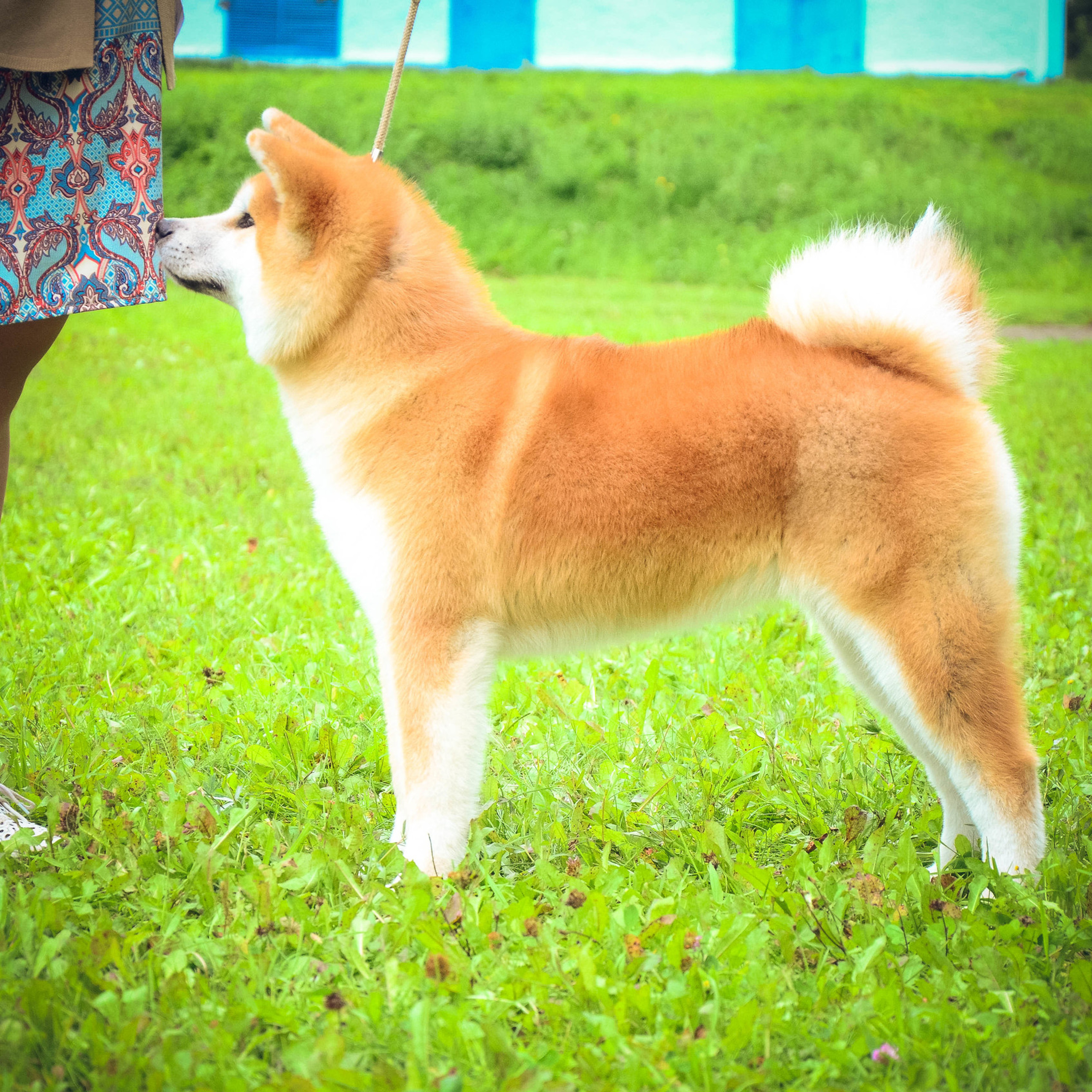 Выпускники питомника. SHIOMARU Питомник сиба и акита-ину