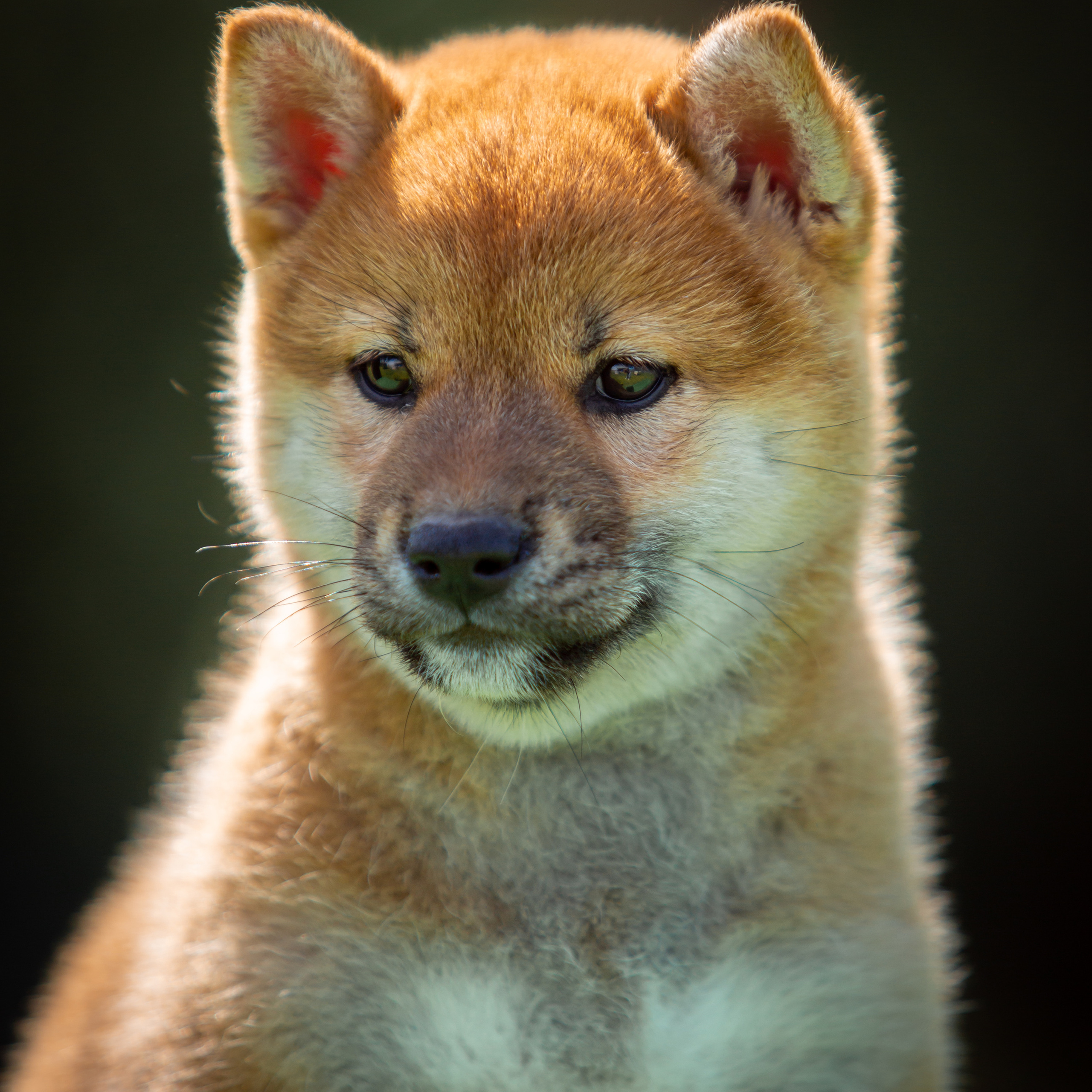 ПОМЕТ B-2022. SHIOMARU Питомник сиба и акита-ину