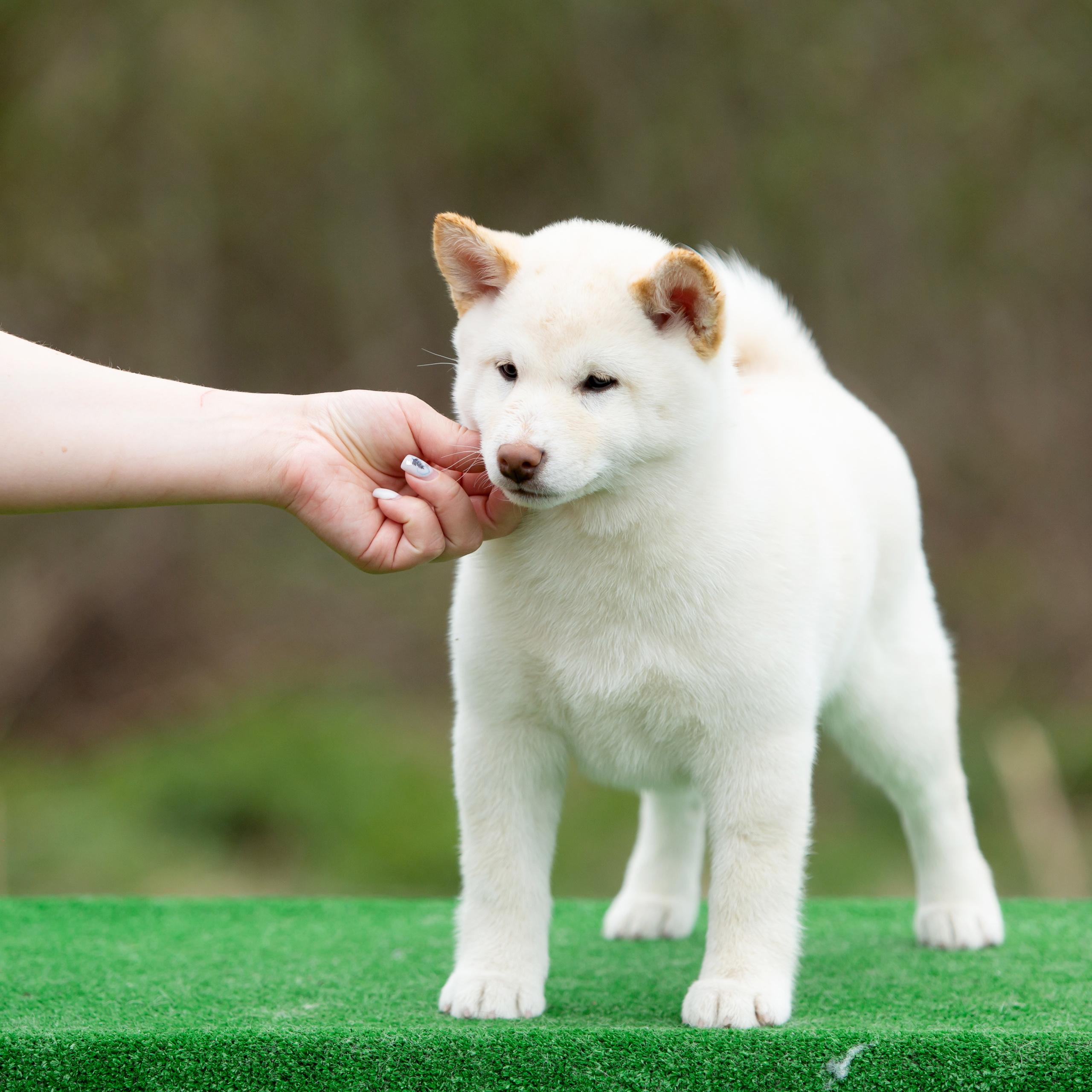 ПОМЕТ W-2022. SHIOMARU Питомник сиба и акита-ину