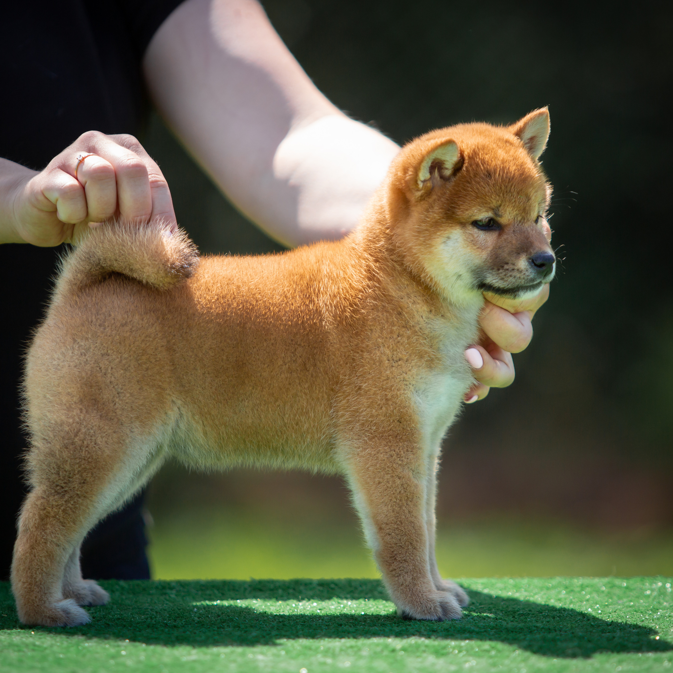 ПОМЕТ B-2022. SHIOMARU Питомник сиба и акита-ину