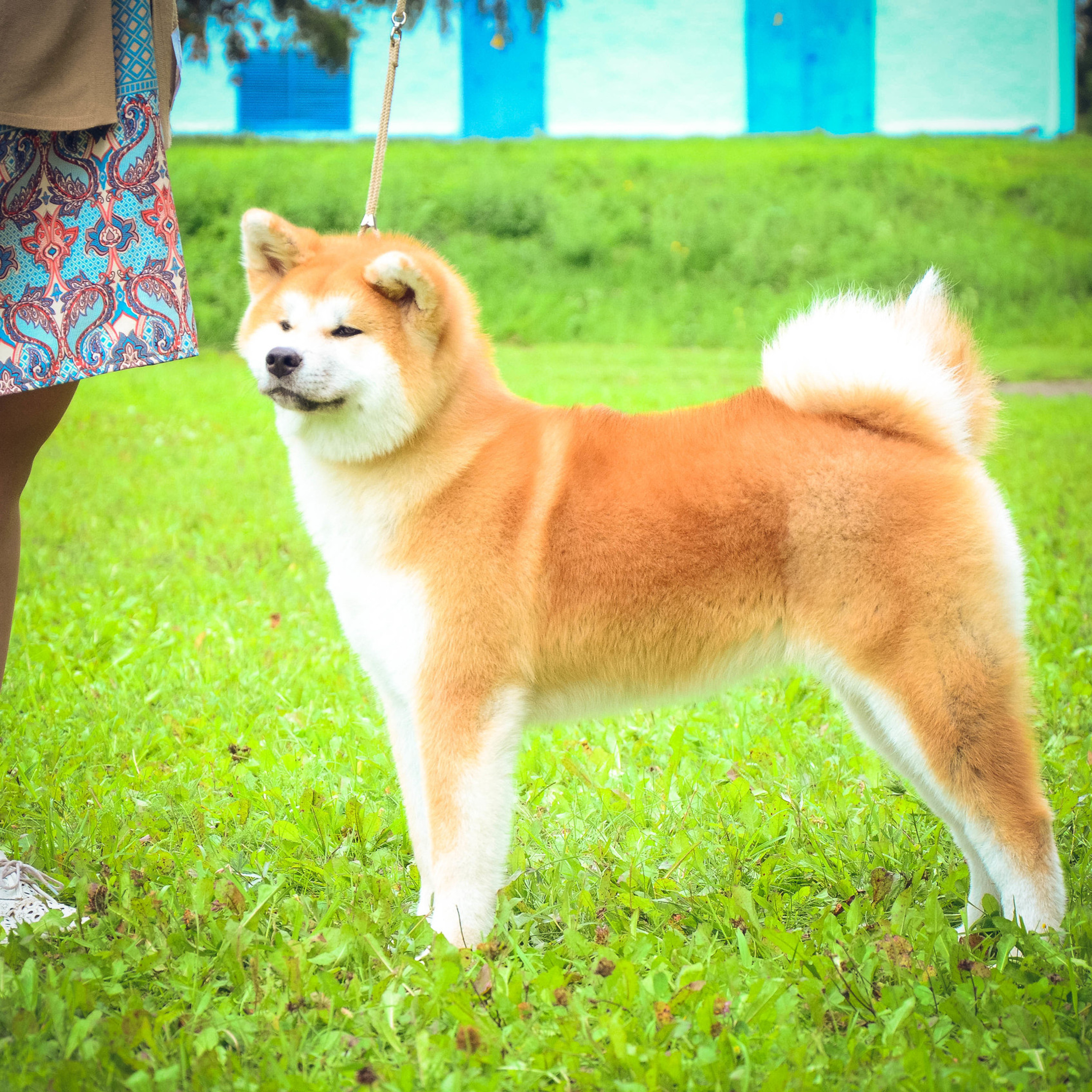Выпускники питомника. SHIOMARU Питомник сиба и акита-ину