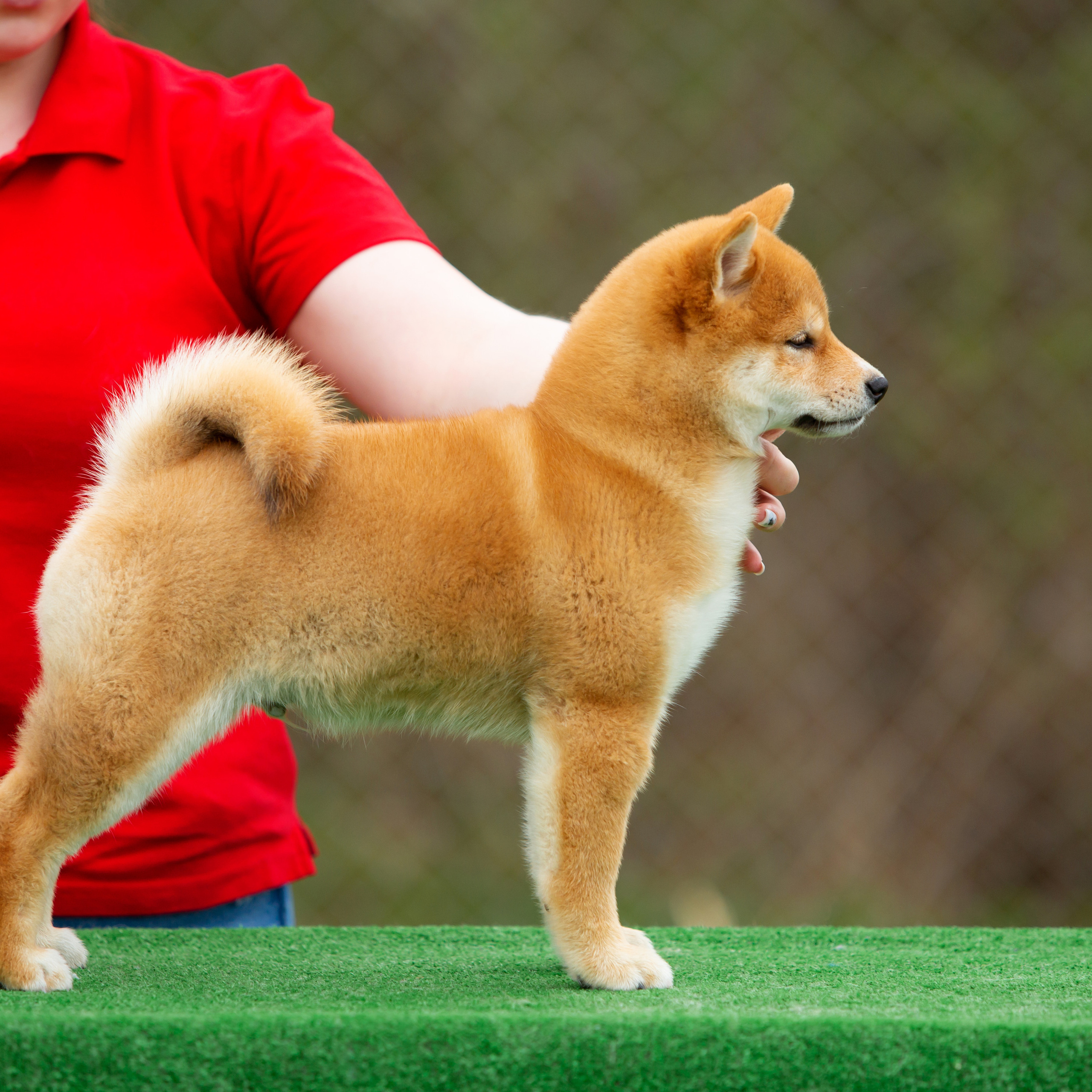 ПОМЕТ W-2022. SHIOMARU Питомник сиба и акита-ину