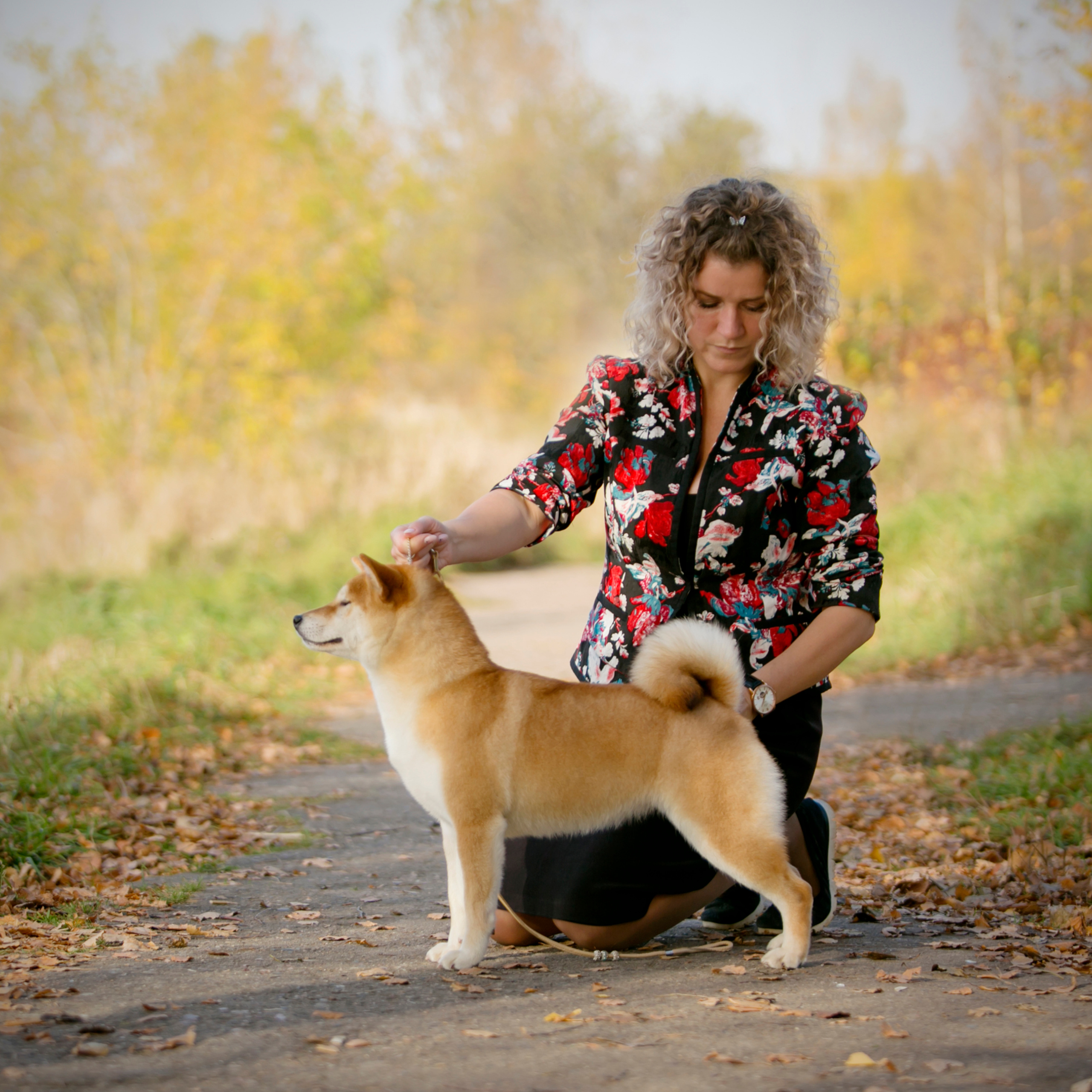 SHIOMARU QUEEN OF DRAGONS. SHIOMARU Питомник сиба и акита-ину