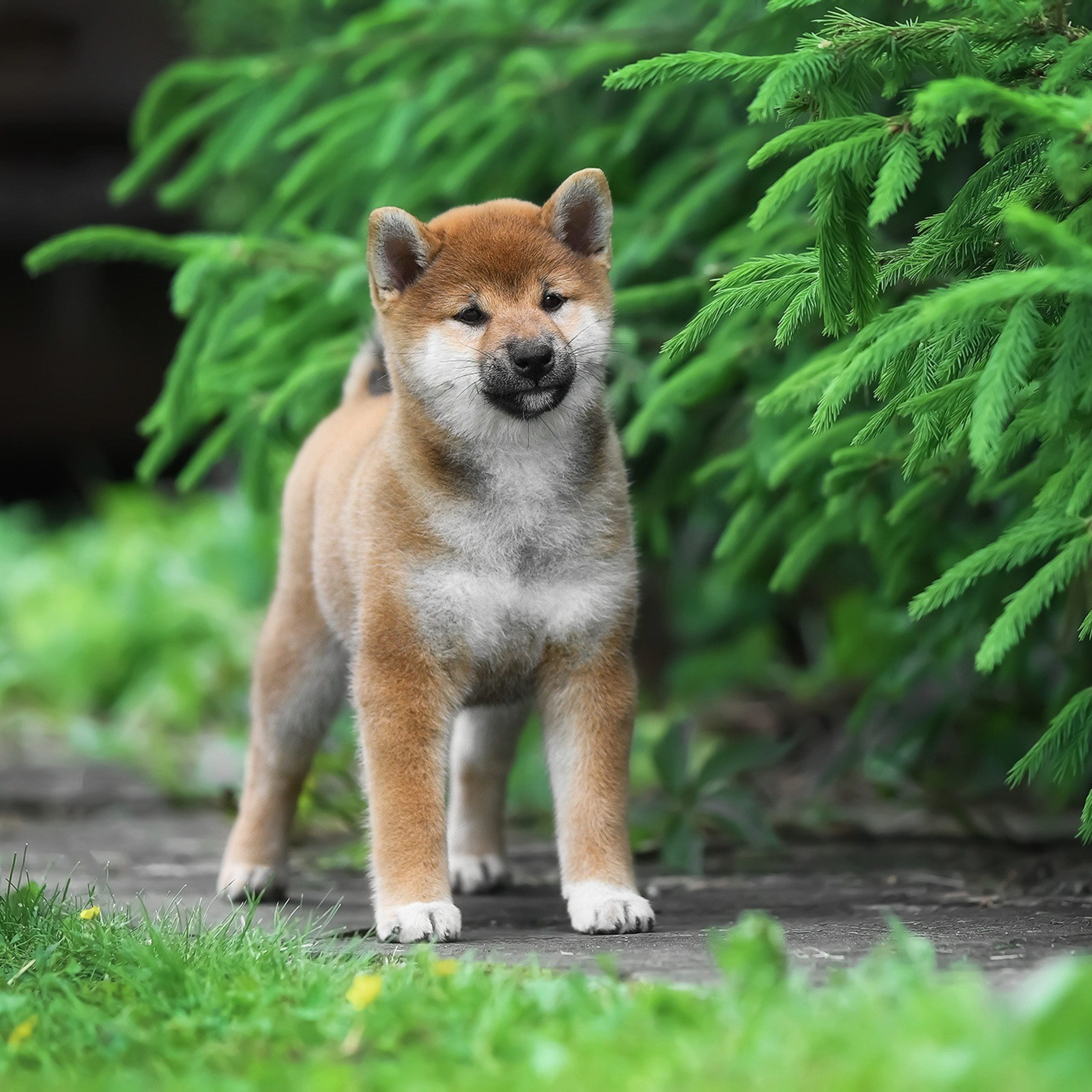 ПОМЕТ A-2022. SHIOMARU Shiba and Akita Inu Kennel