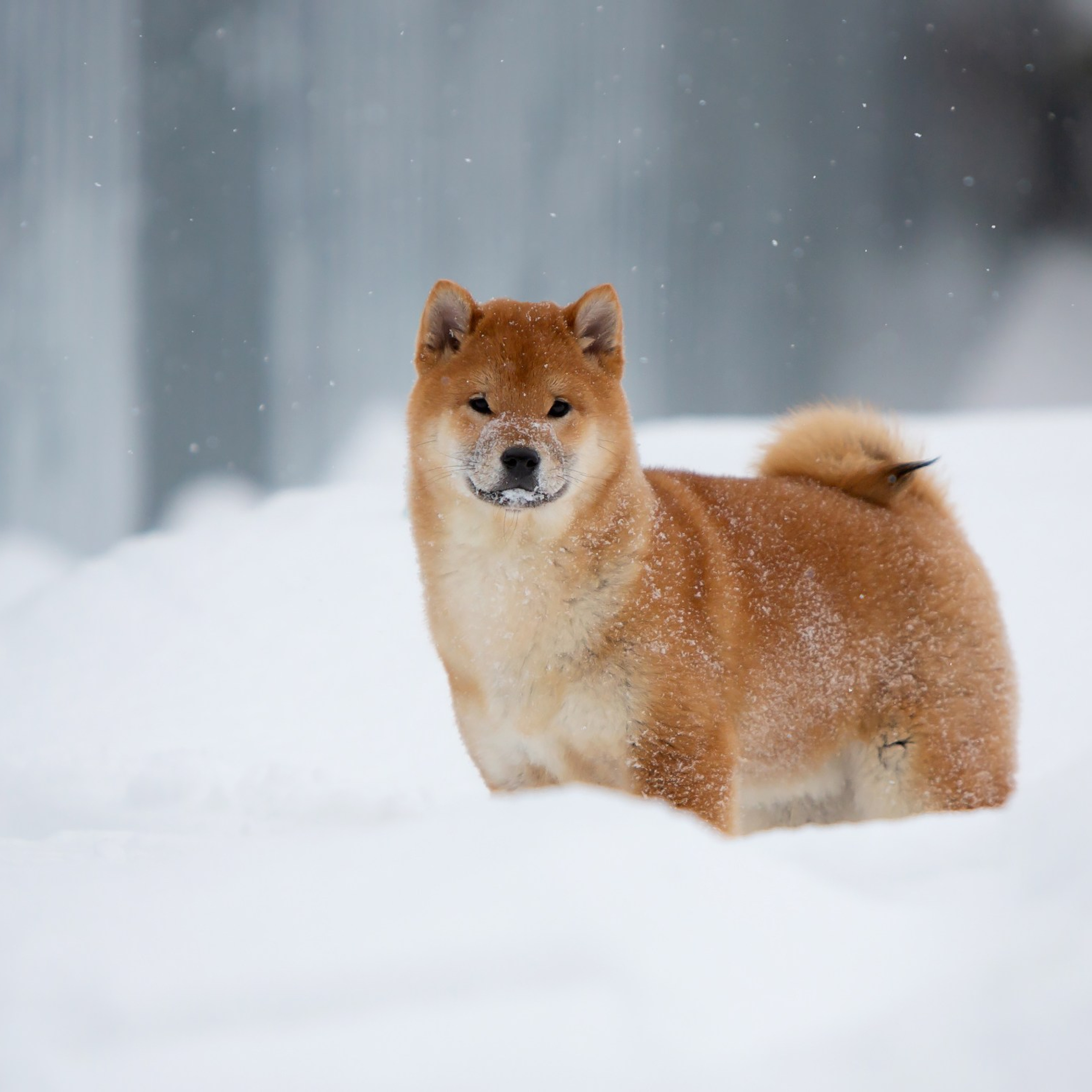 СИБА. SHIOMARU Питомник сиба и акита-ину