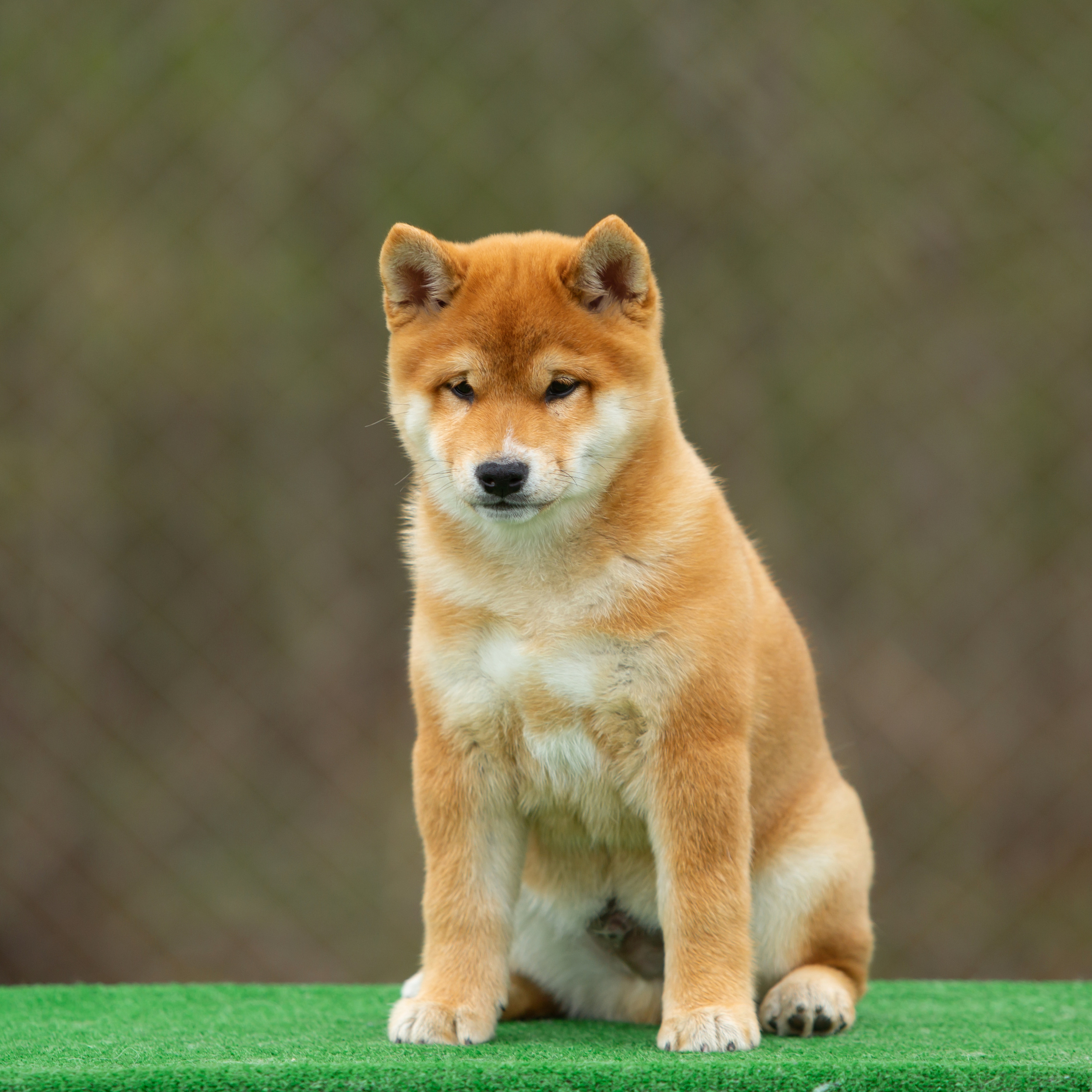 ПОМЕТ W-2022. SHIOMARU Питомник сиба и акита-ину