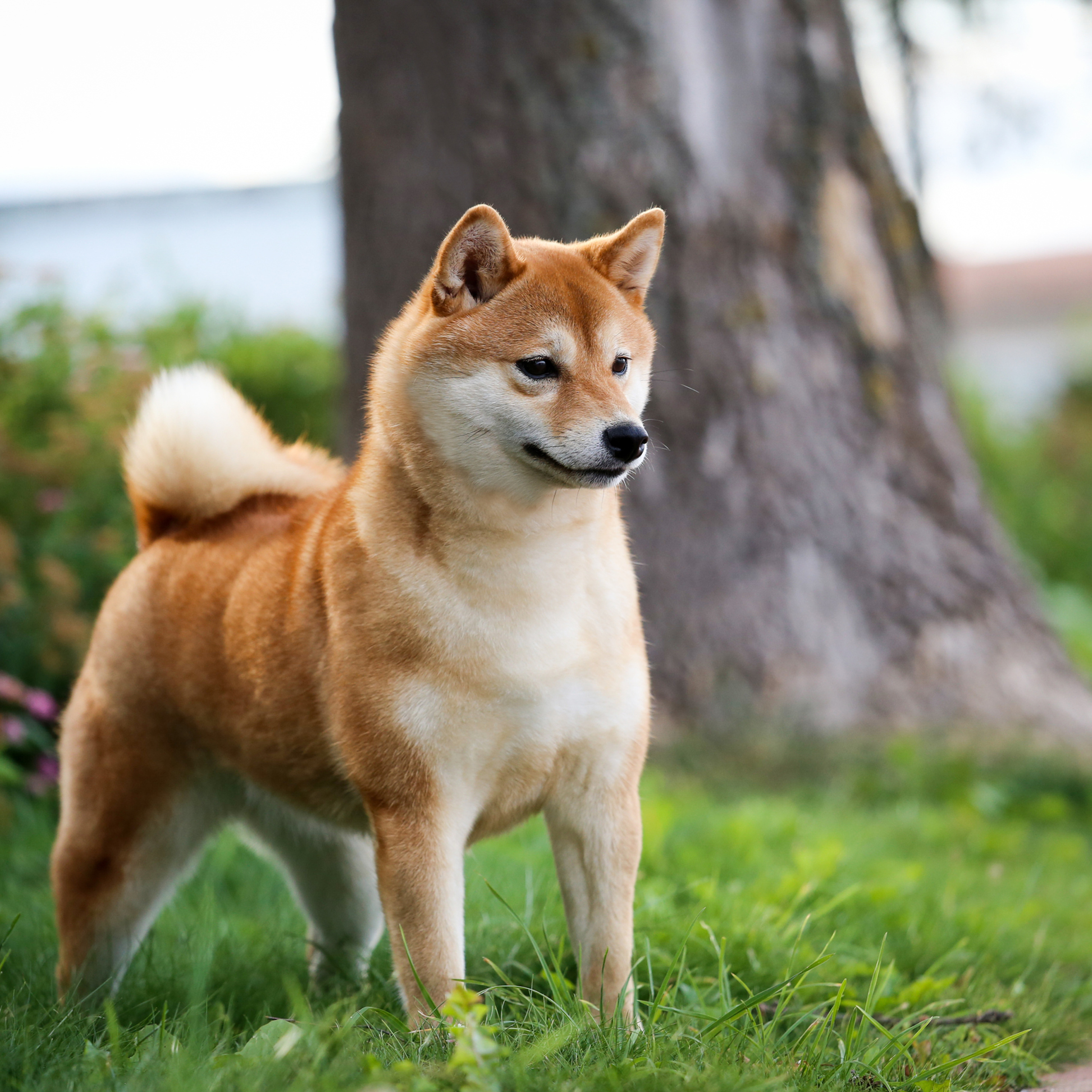 HANDZIMEMESITE RUN. SHIOMARU Питомник сиба и акита-ину