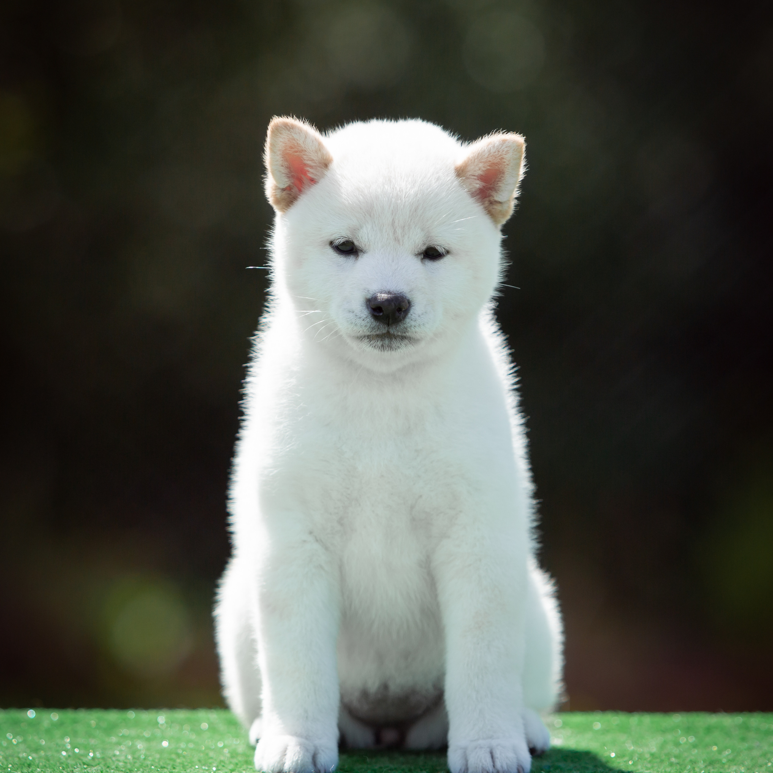 ПОМЕТ B-2022. SHIOMARU Питомник сиба и акита-ину