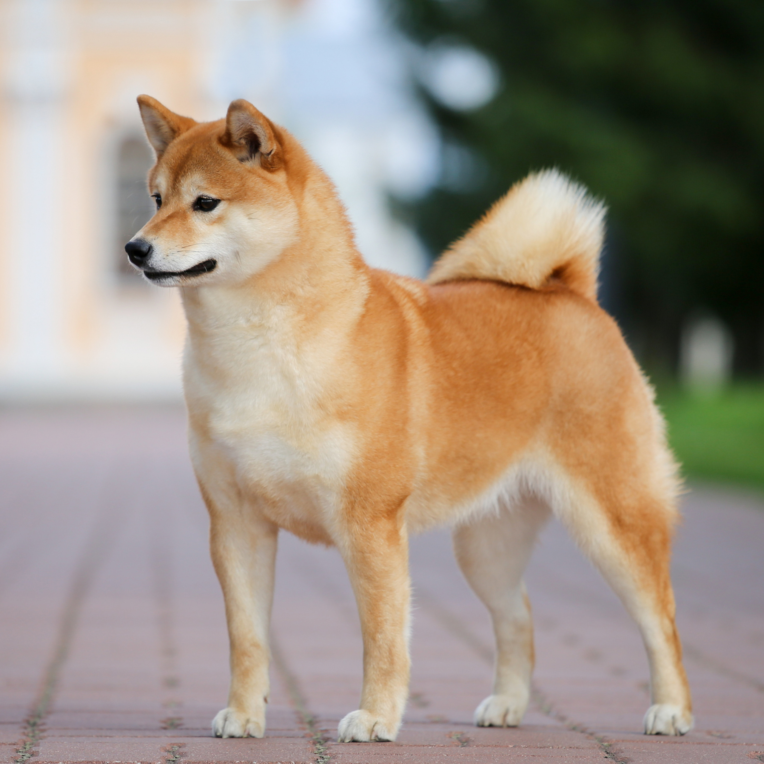 HANDZIMEMESITE RUN. SHIOMARU Питомник сиба и акита-ину