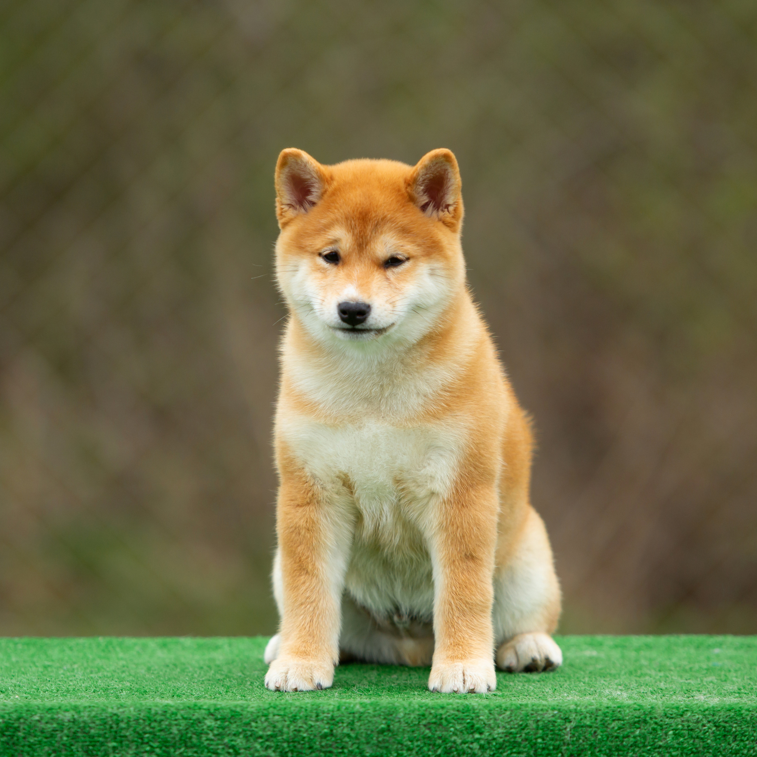 ПОМЕТ W-2022. SHIOMARU Питомник сиба и акита-ину