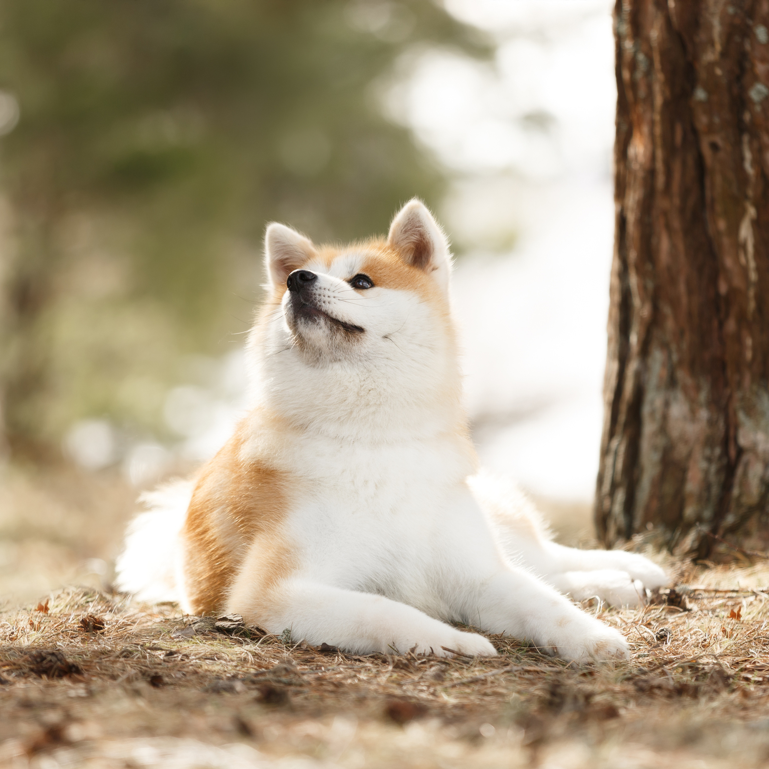 SAEMI GO TOKIMITSU. SHIOMARU Питомник сиба и акита-ину