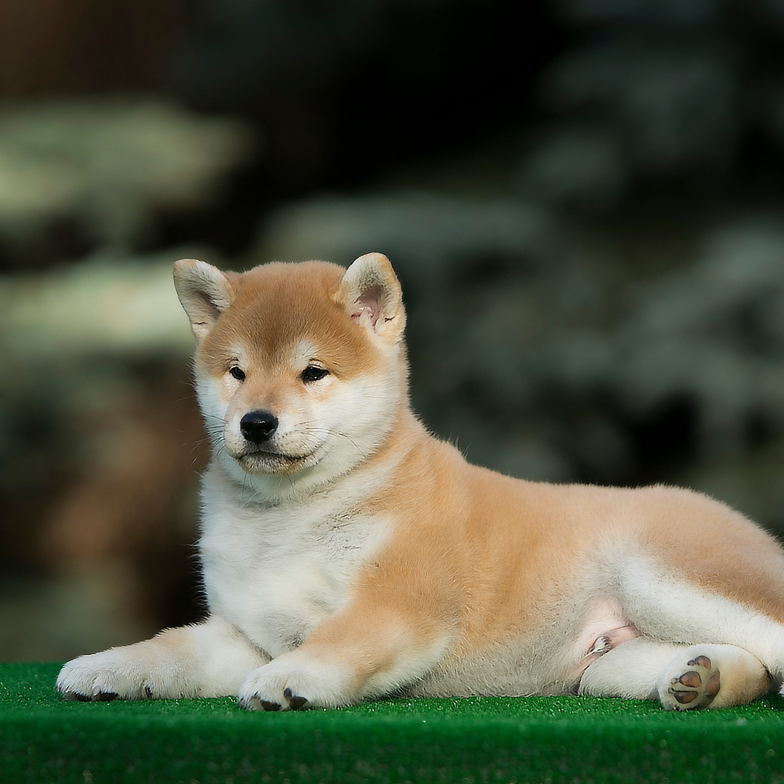 LITTER A. SHIOMARU Shiba and Akita Inu Kennel