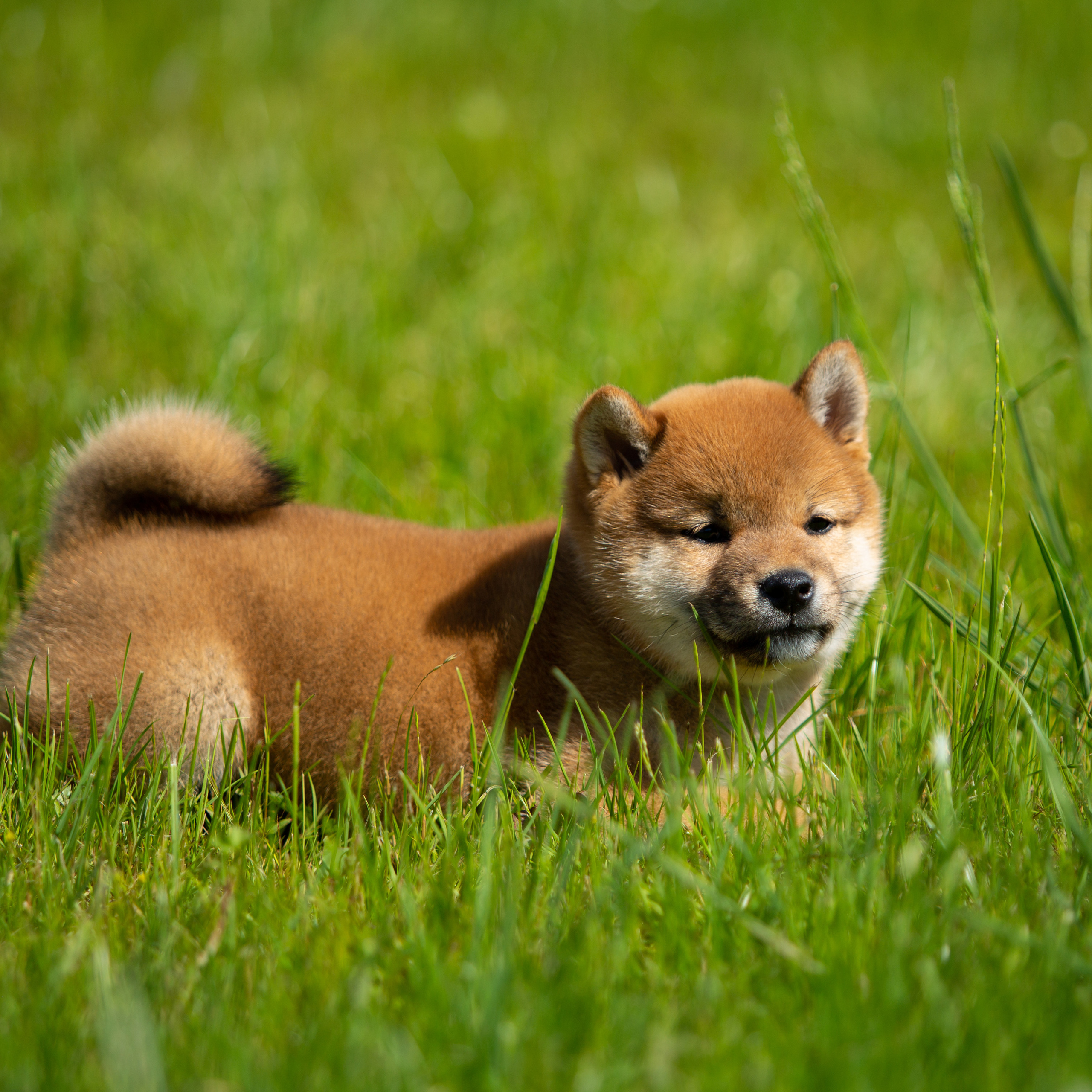 ПОМЕТ B-2022. SHIOMARU Питомник сиба и акита-ину