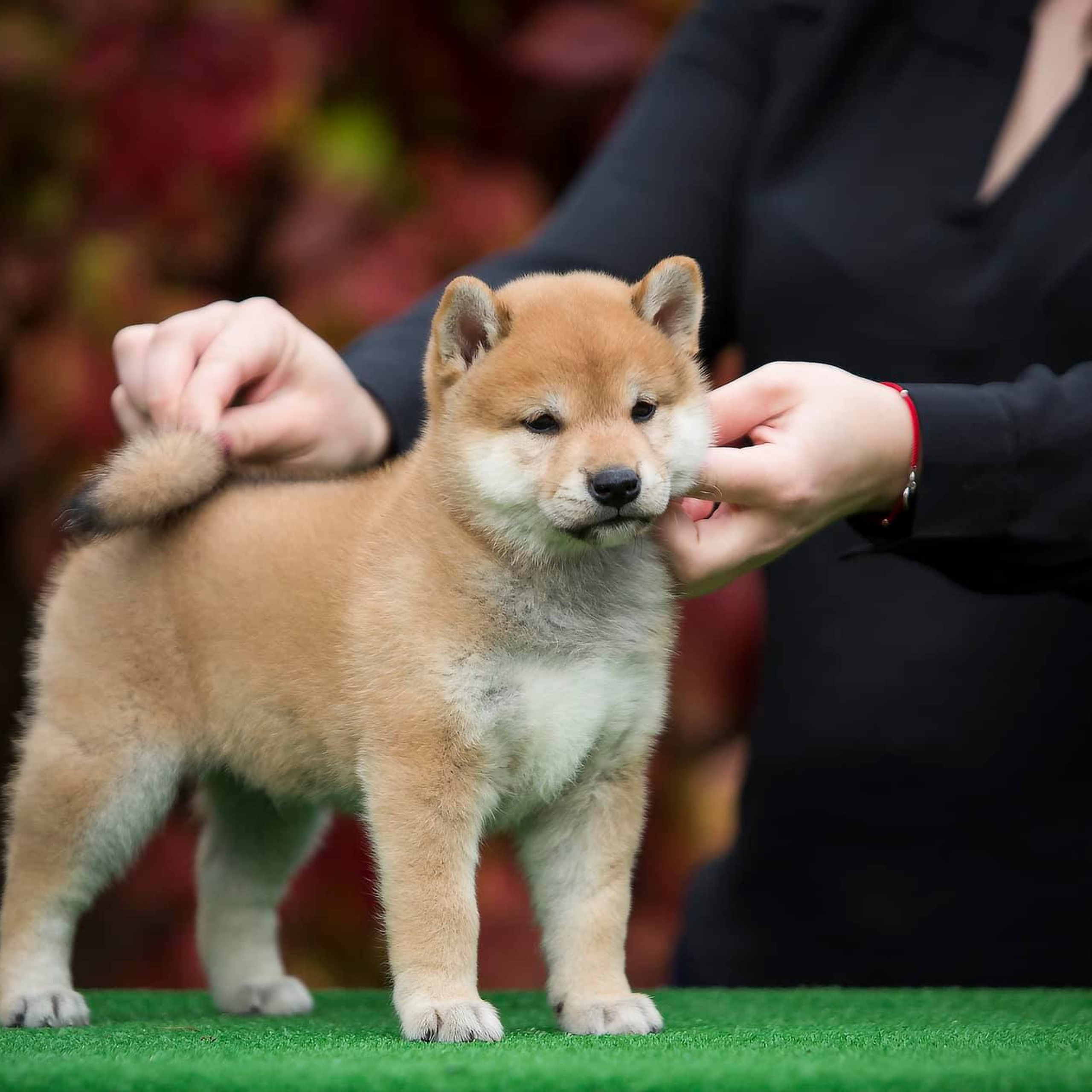 LITTER A. SHIOMARU Shiba and Akita Inu Kennel