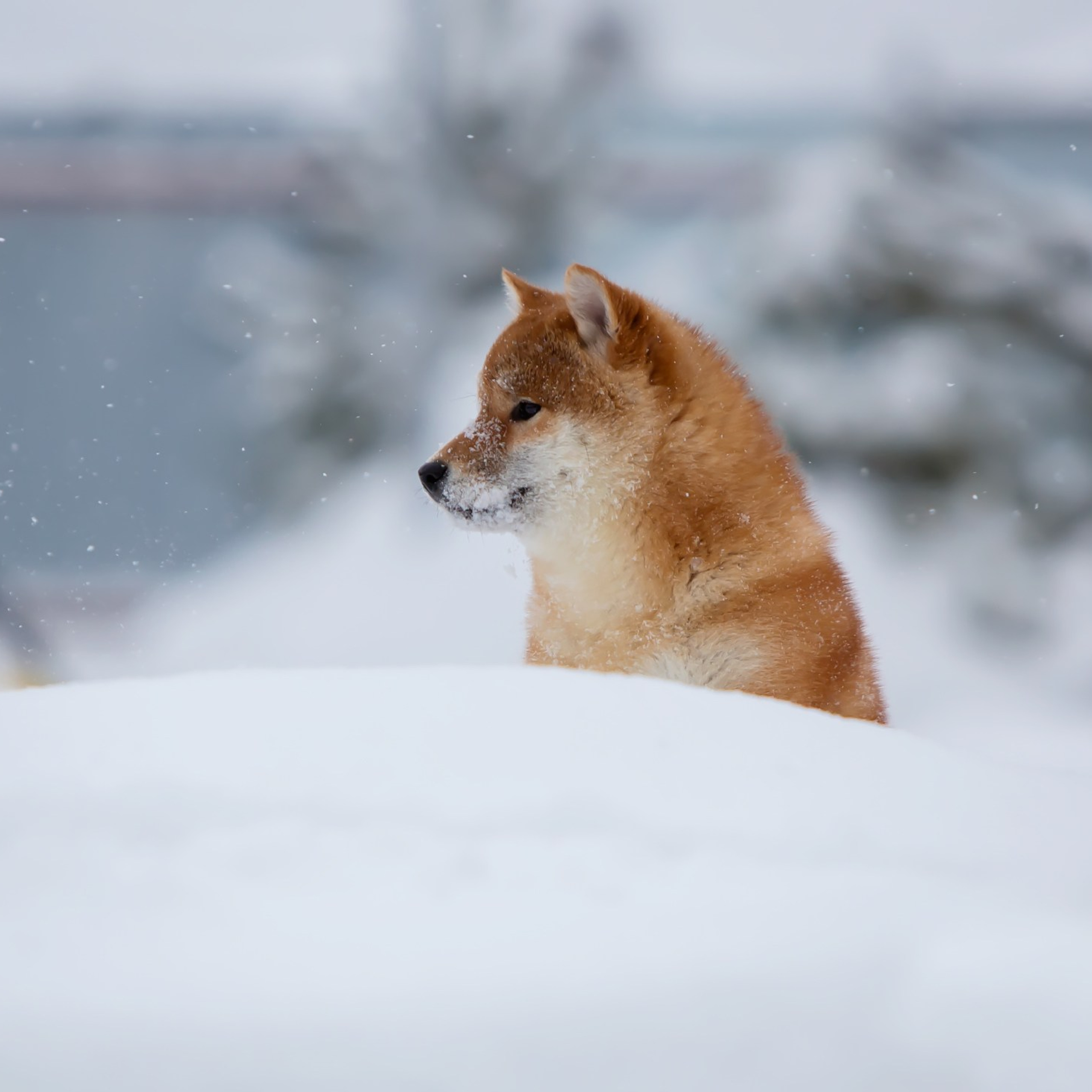 СИБА. SHIOMARU Питомник сиба и акита-ину