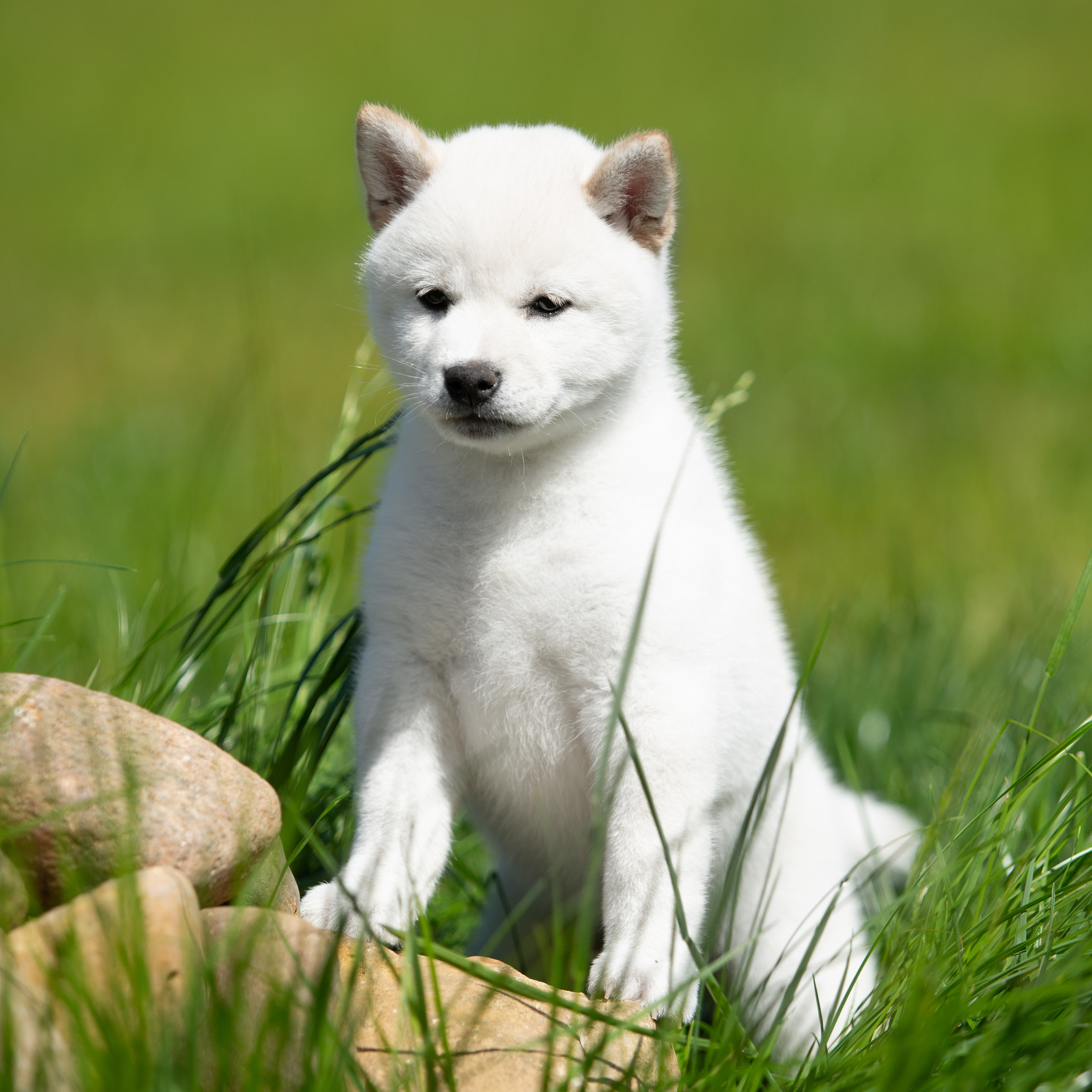 ПОМЕТ B-2022. SHIOMARU Питомник сиба и акита-ину