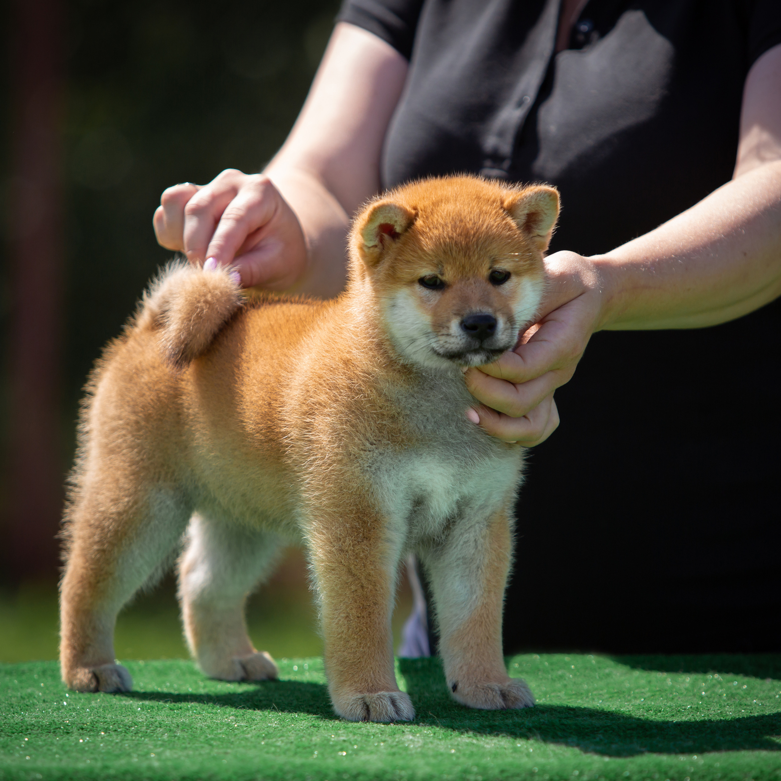 ПОМЕТ B-2022. SHIOMARU Питомник сиба и акита-ину