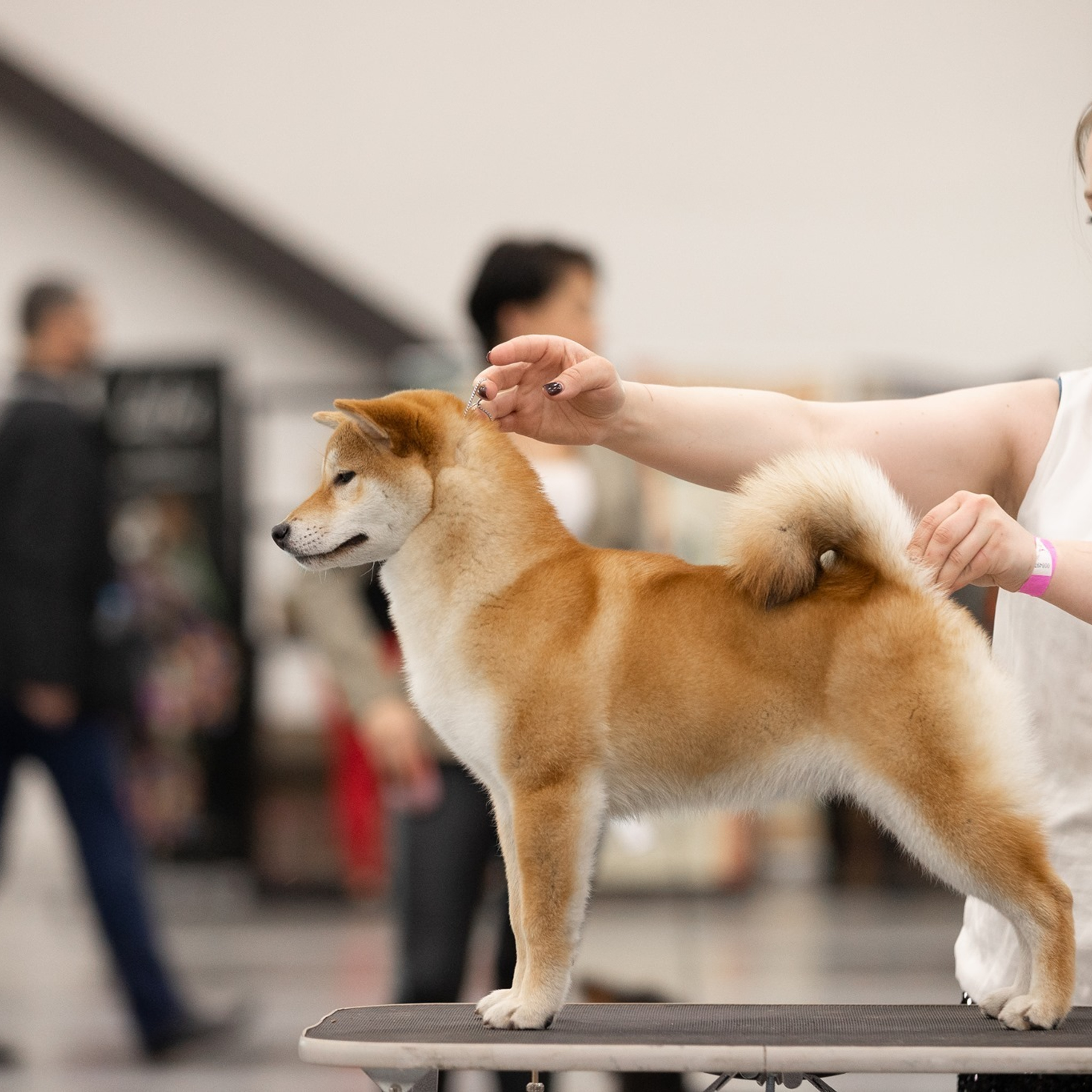 SHIOMARU QUEEN OF DRAGONS. SHIOMARU Питомник сиба и акита-ину