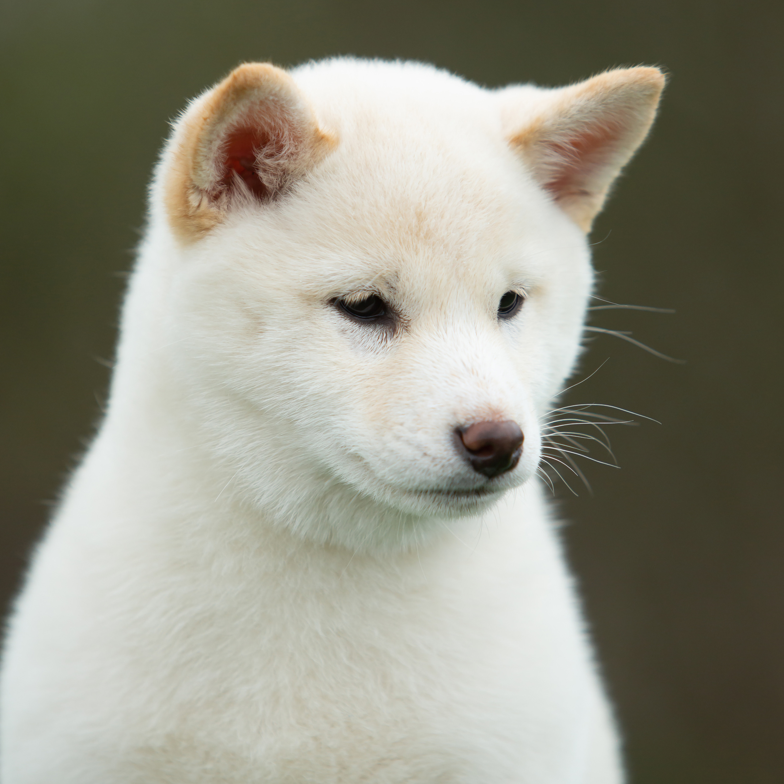 ПОМЕТ W-2022. SHIOMARU Питомник сиба и акита-ину