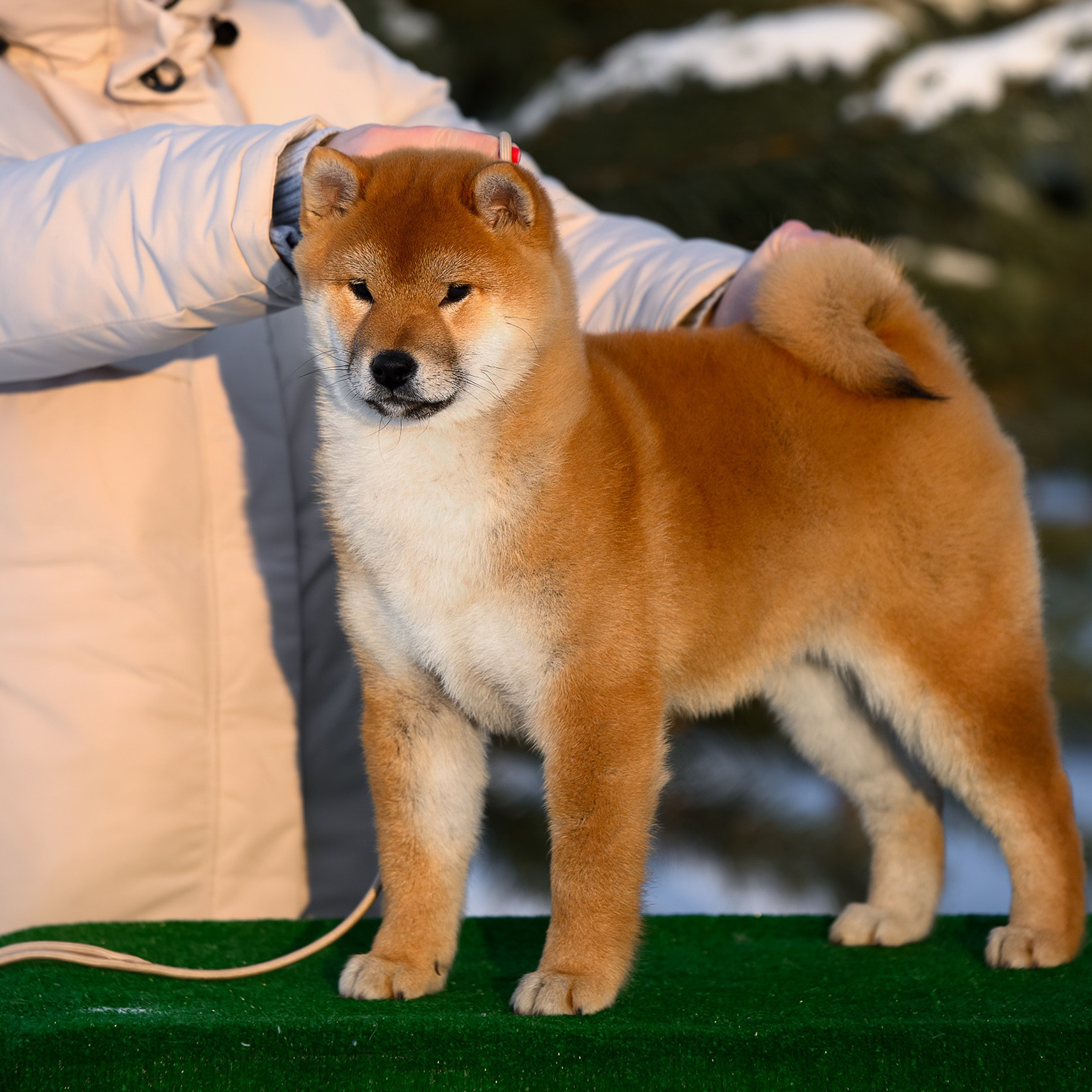 SHIBA. SHIOMARU Shiba and Akita Inu Kennel