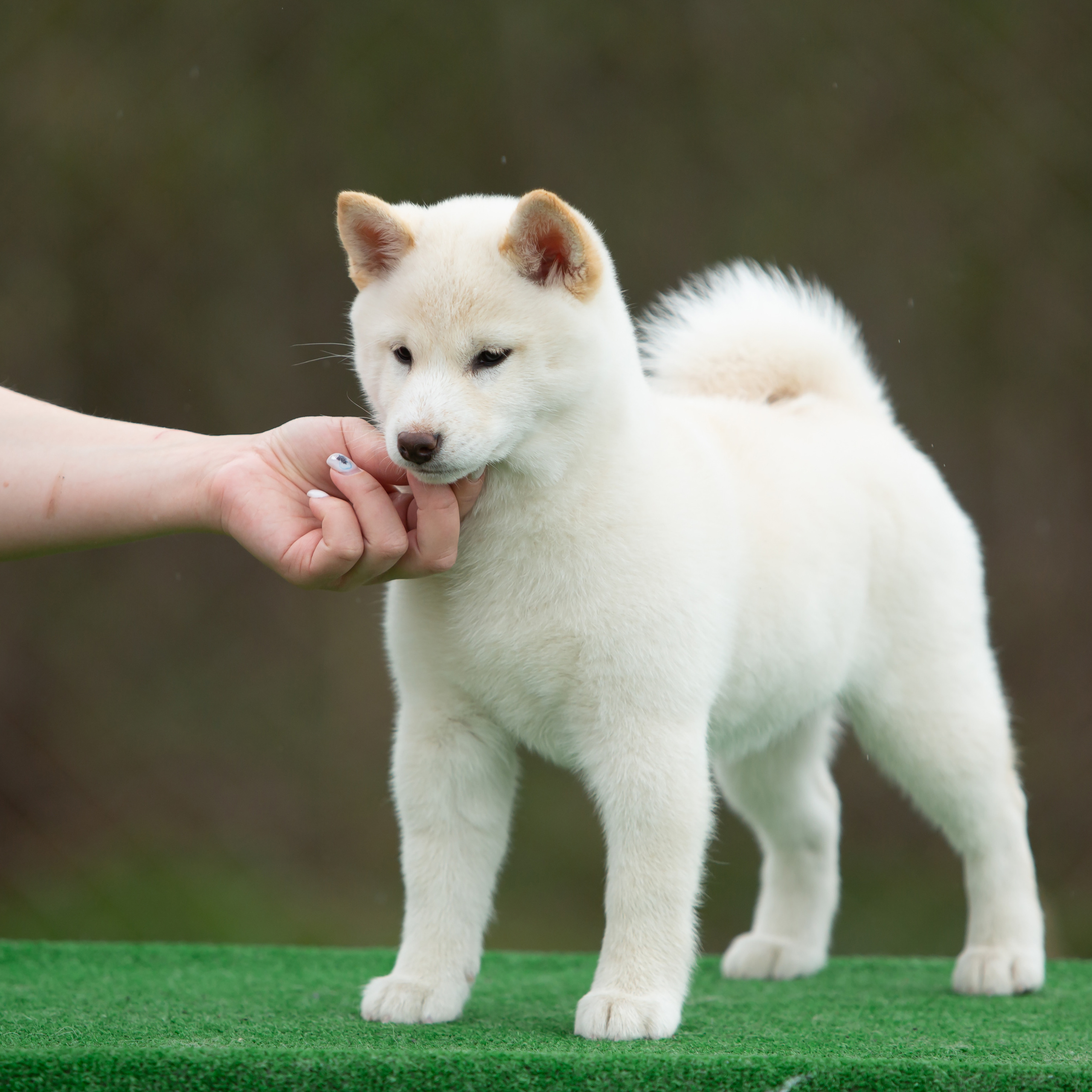 ПОМЕТ W-2022. SHIOMARU Питомник сиба и акита-ину