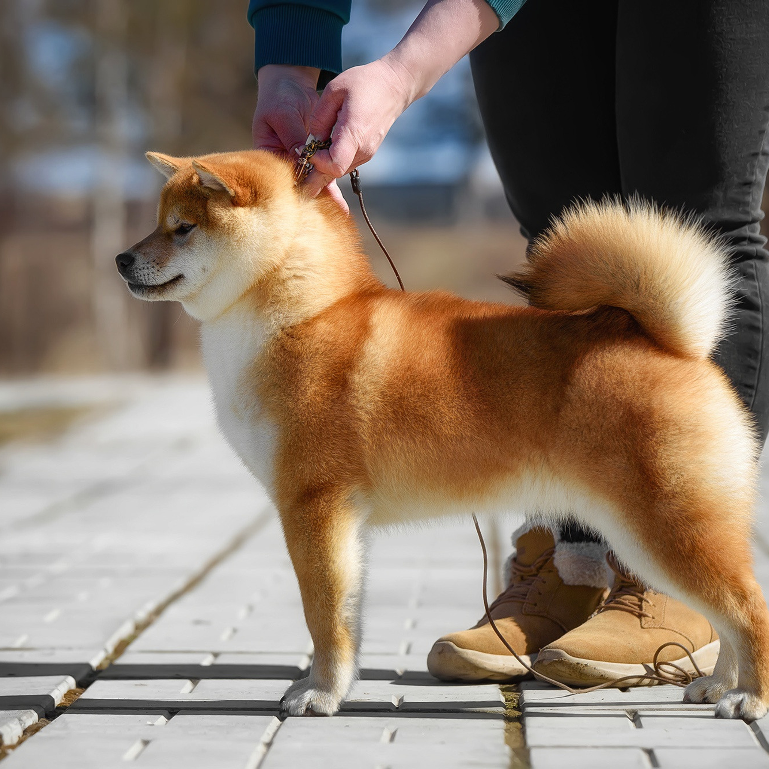 ПОМЕТ P-2022. SHIOMARU Shiba and Akita Inu Kennel