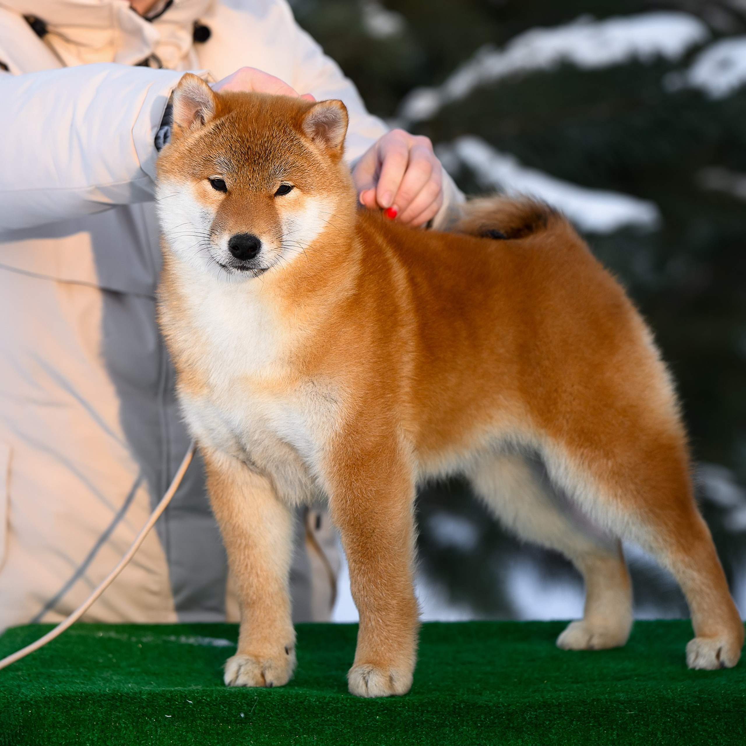 SHIBA. SHIOMARU Shiba and Akita Inu Kennel