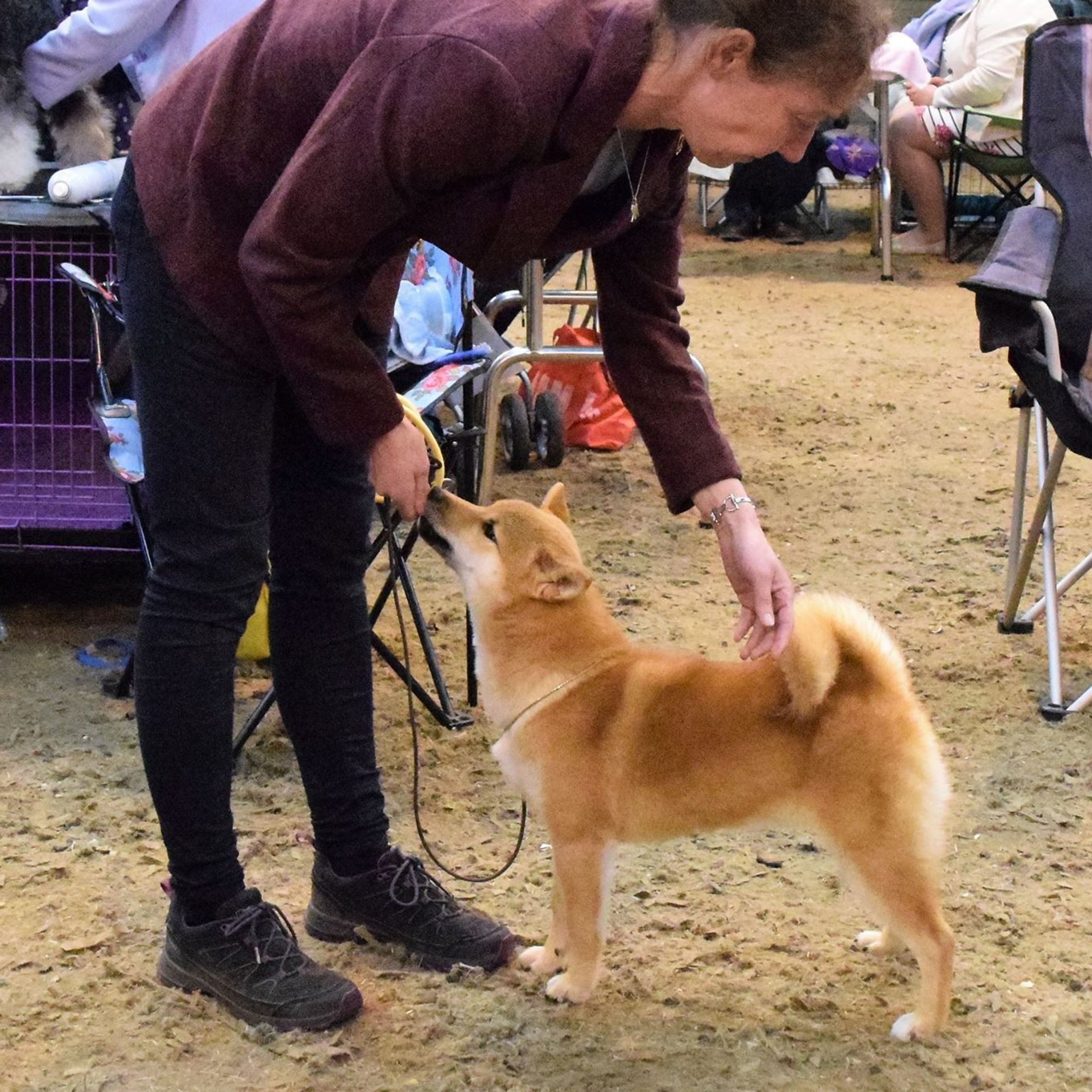 Выпускники питомника. SHIOMARU Питомник сиба и акита-ину