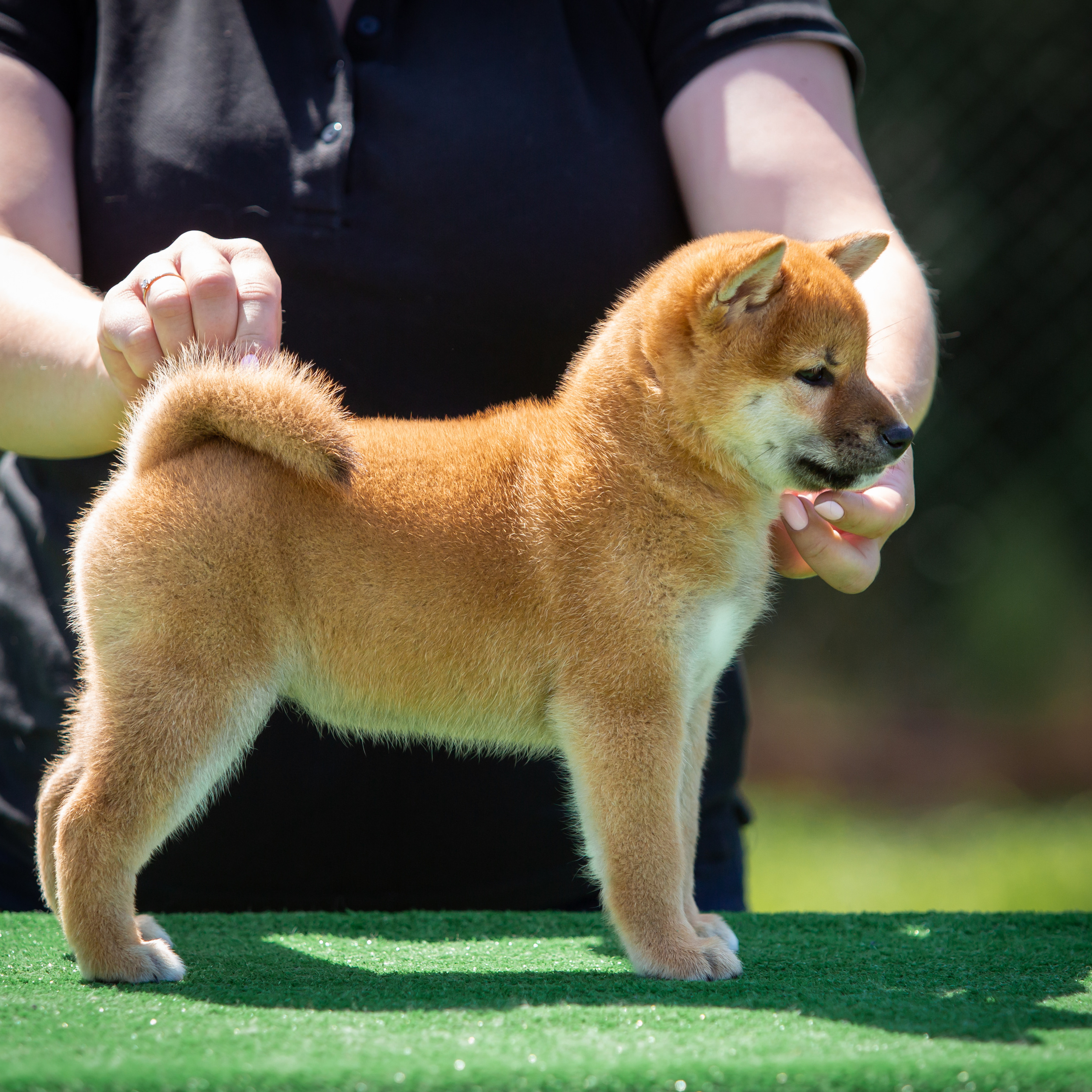 ПОМЕТ B-2022. SHIOMARU Питомник сиба и акита-ину