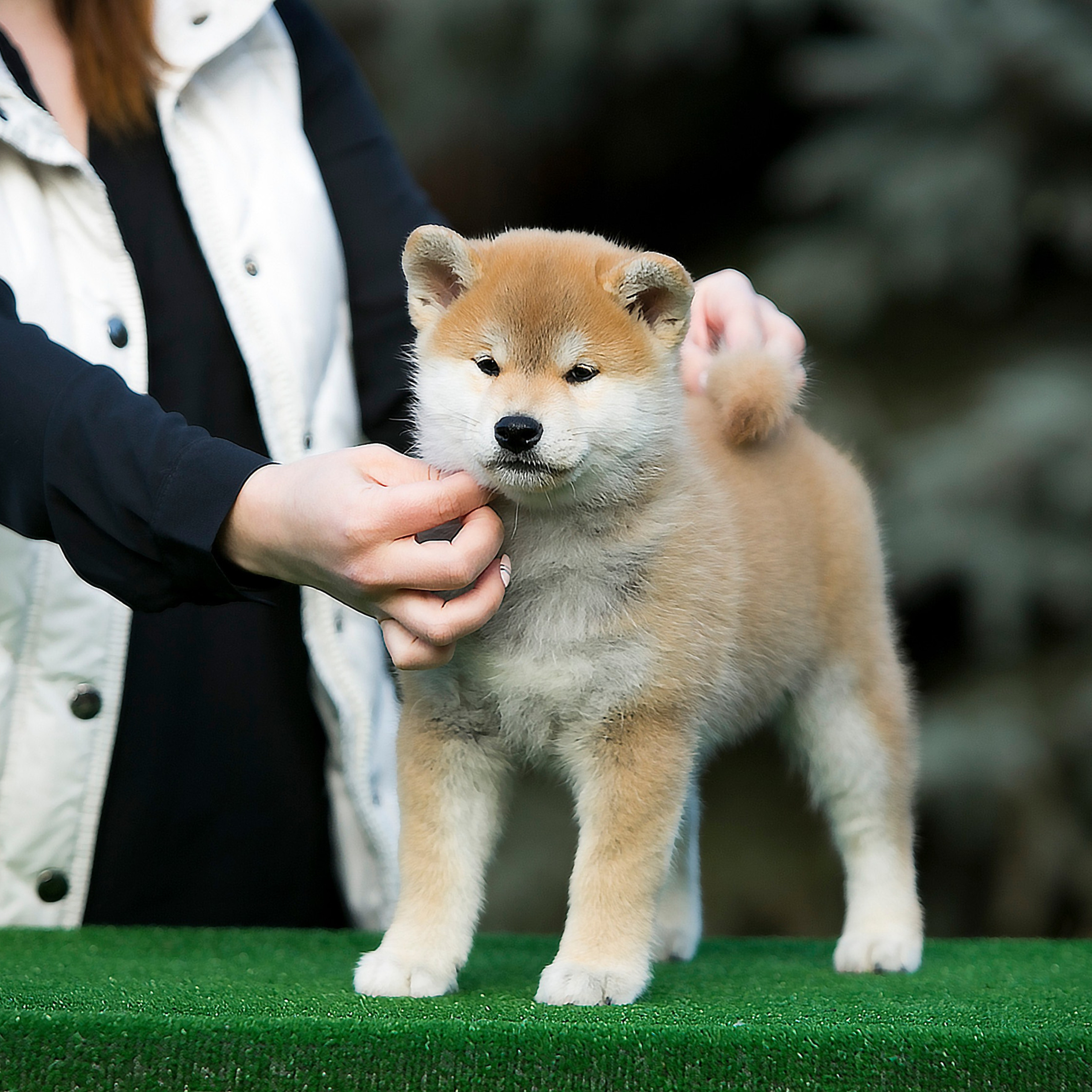 LITTER A. SHIOMARU Shiba and Akita Inu Kennel