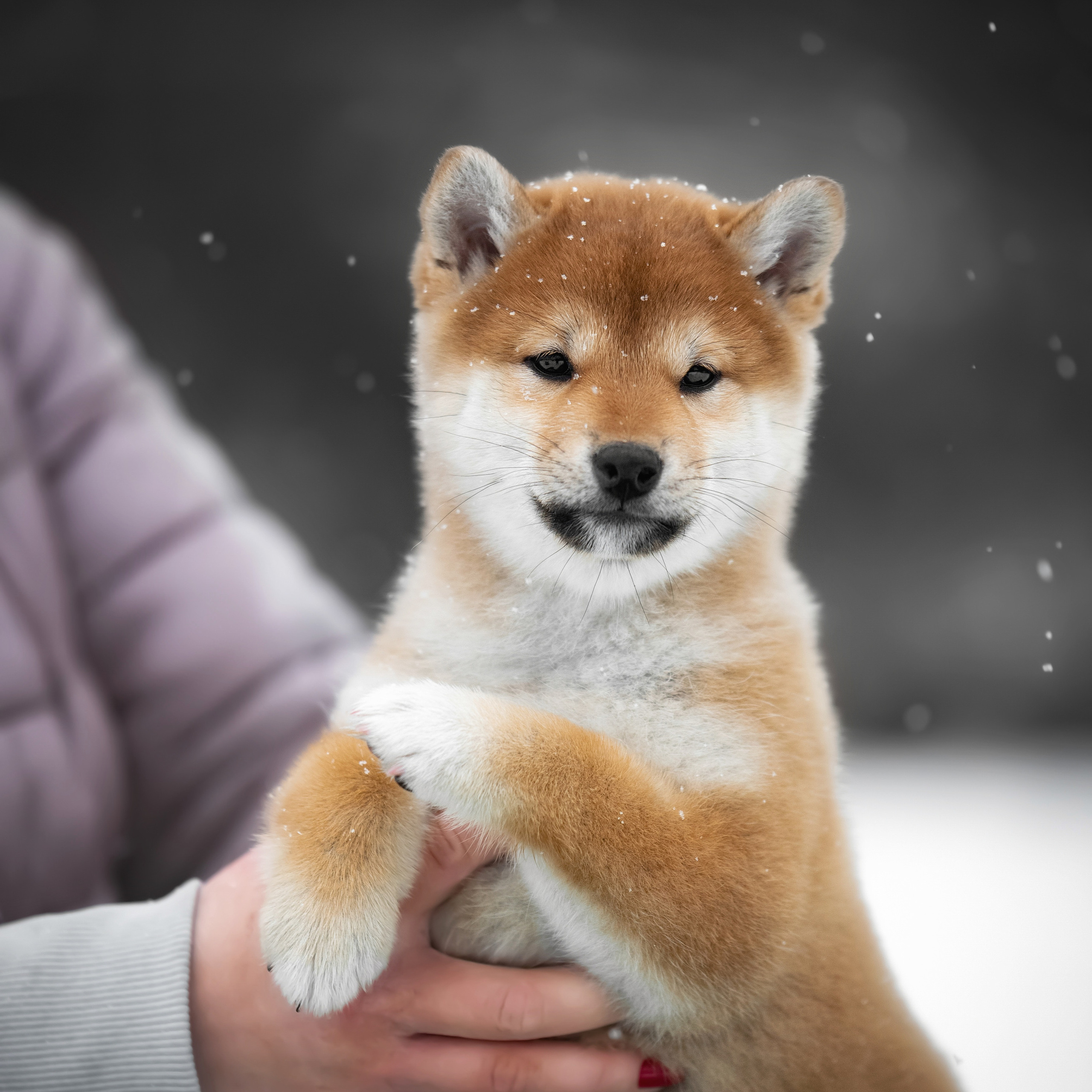 ПОМЕТ M-2022. SHIOMARU Shiba and Akita Inu Kennel