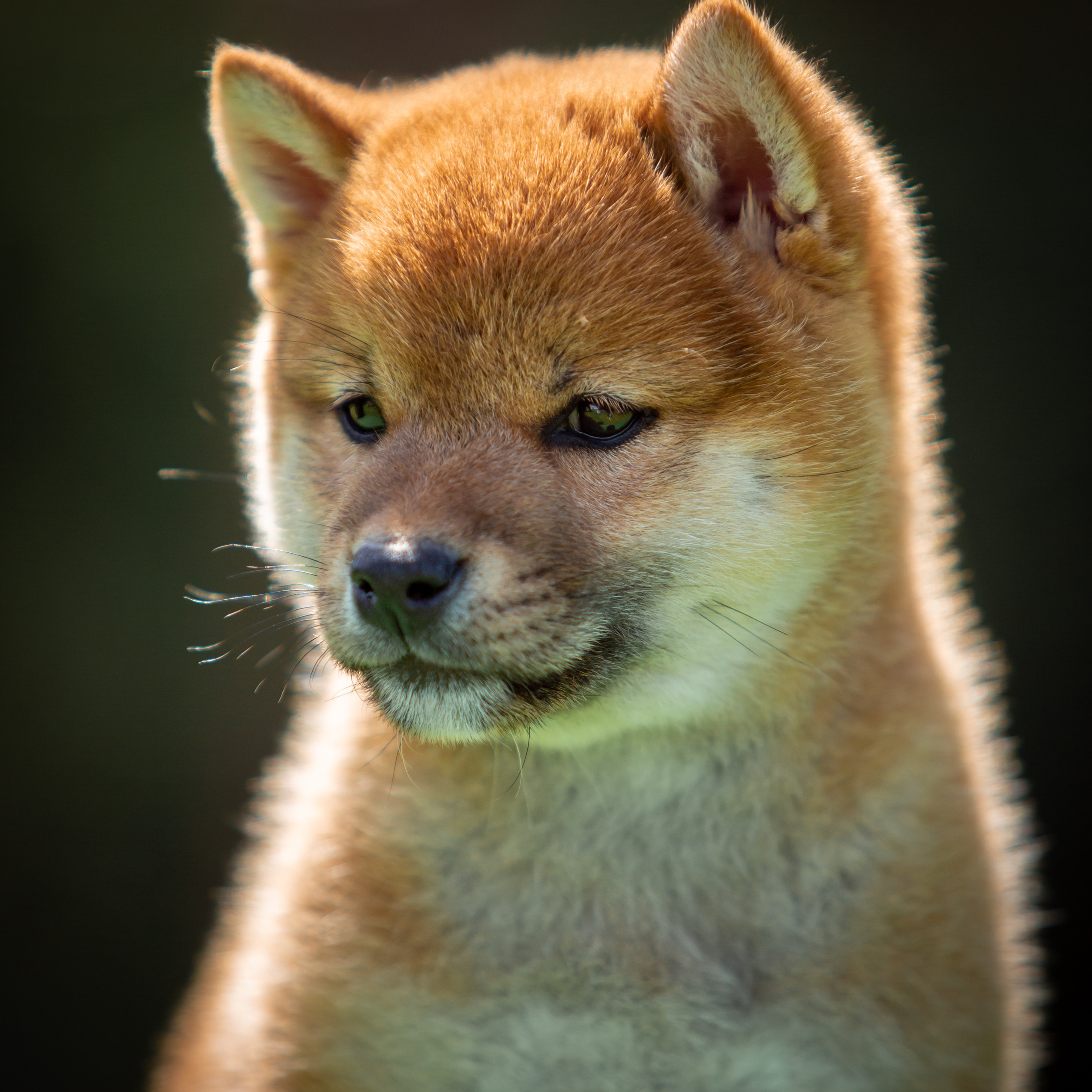 ПОМЕТ B-2022. SHIOMARU Питомник сиба и акита-ину