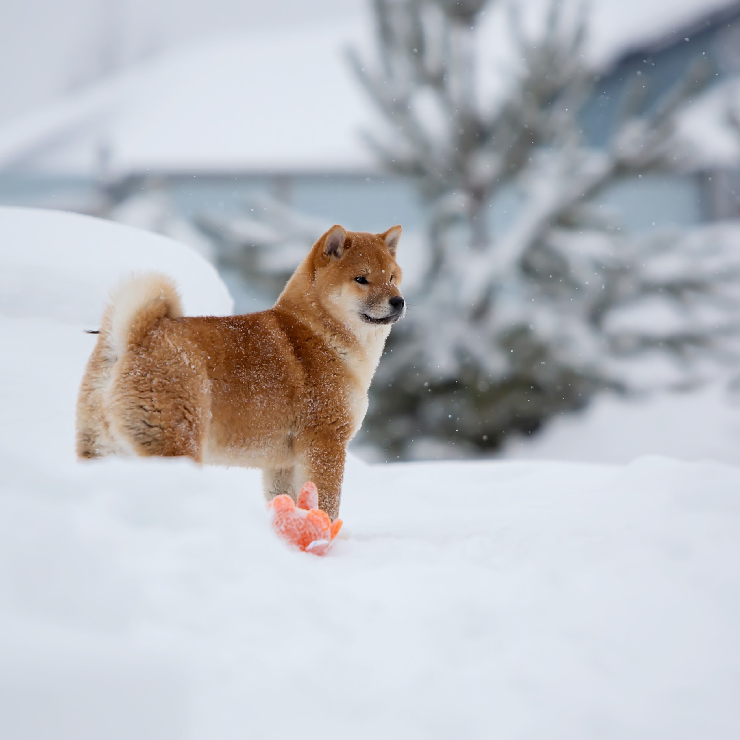СИБА. SHIOMARU Питомник сиба и акита-ину