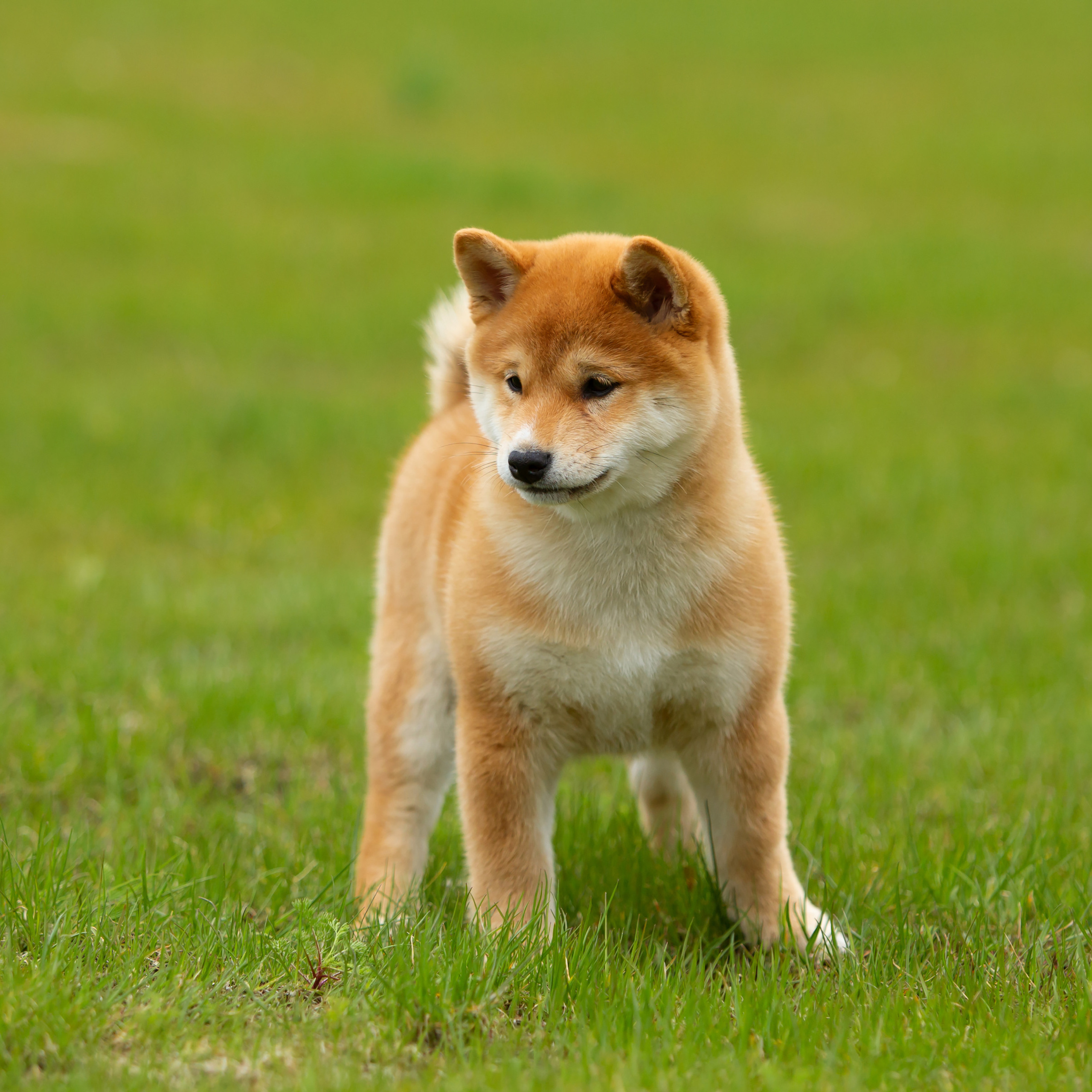 ПОМЕТ W-2022. SHIOMARU Питомник сиба и акита-ину