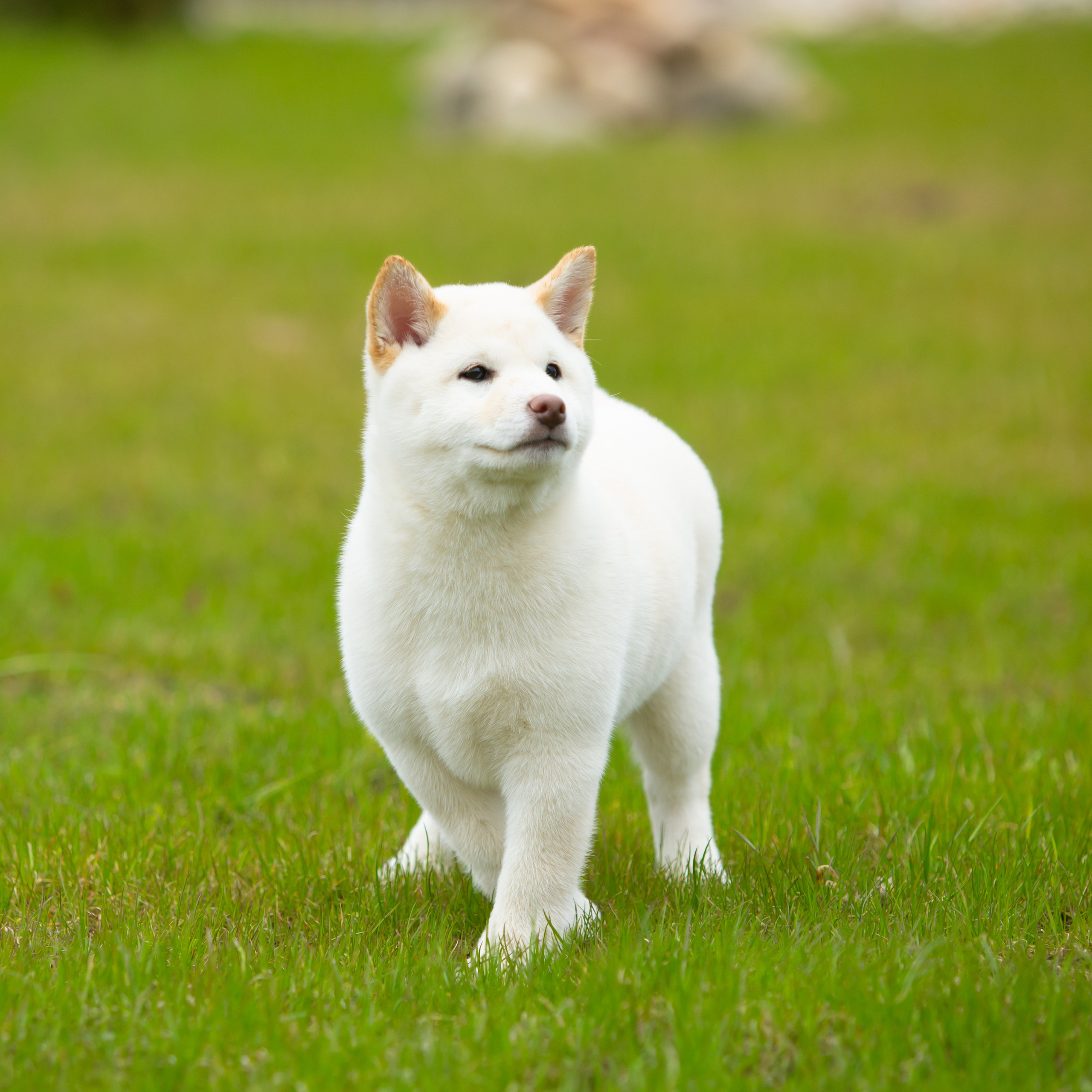 ПОМЕТ W-2022. SHIOMARU Питомник сиба и акита-ину