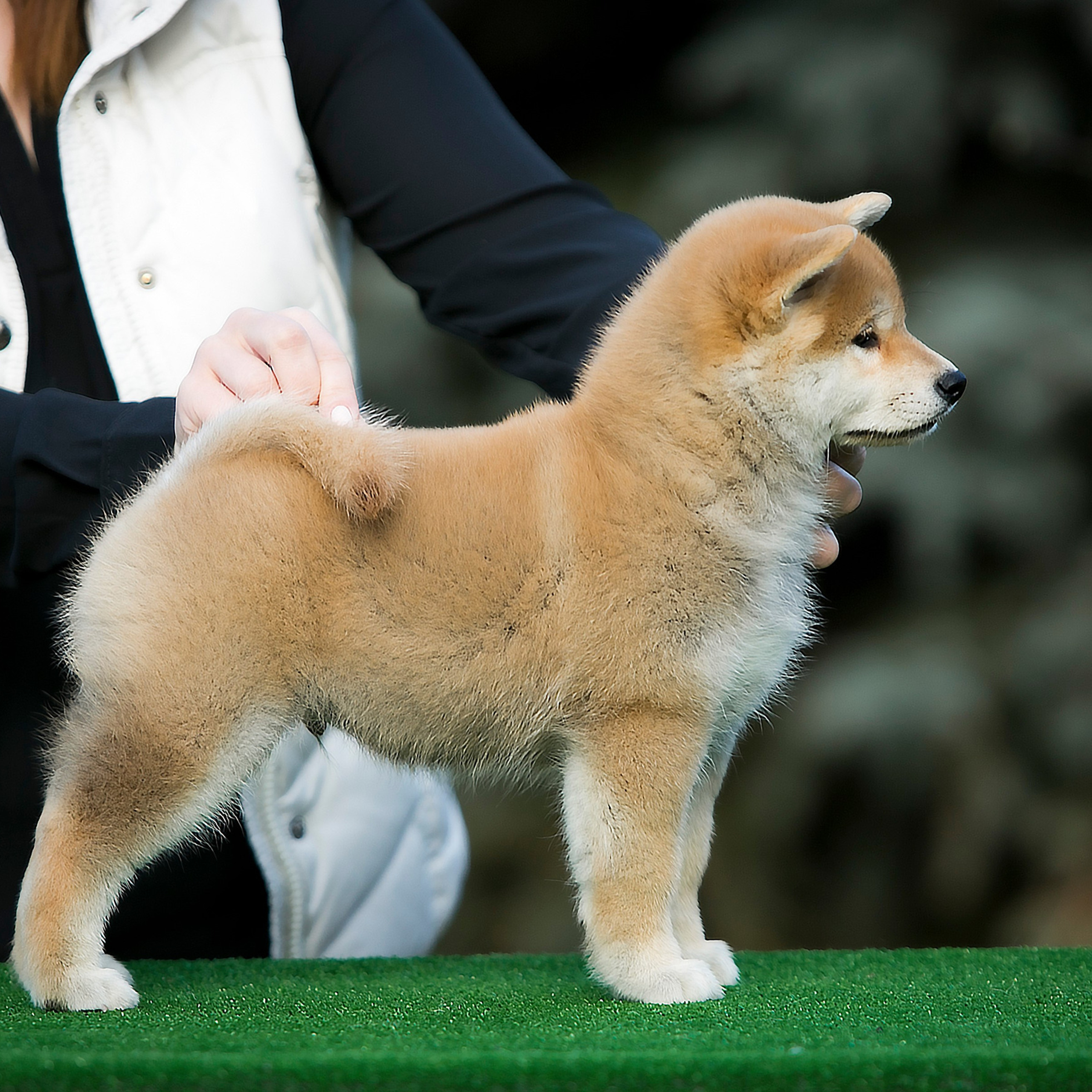 LITTER A. SHIOMARU Shiba and Akita Inu Kennel