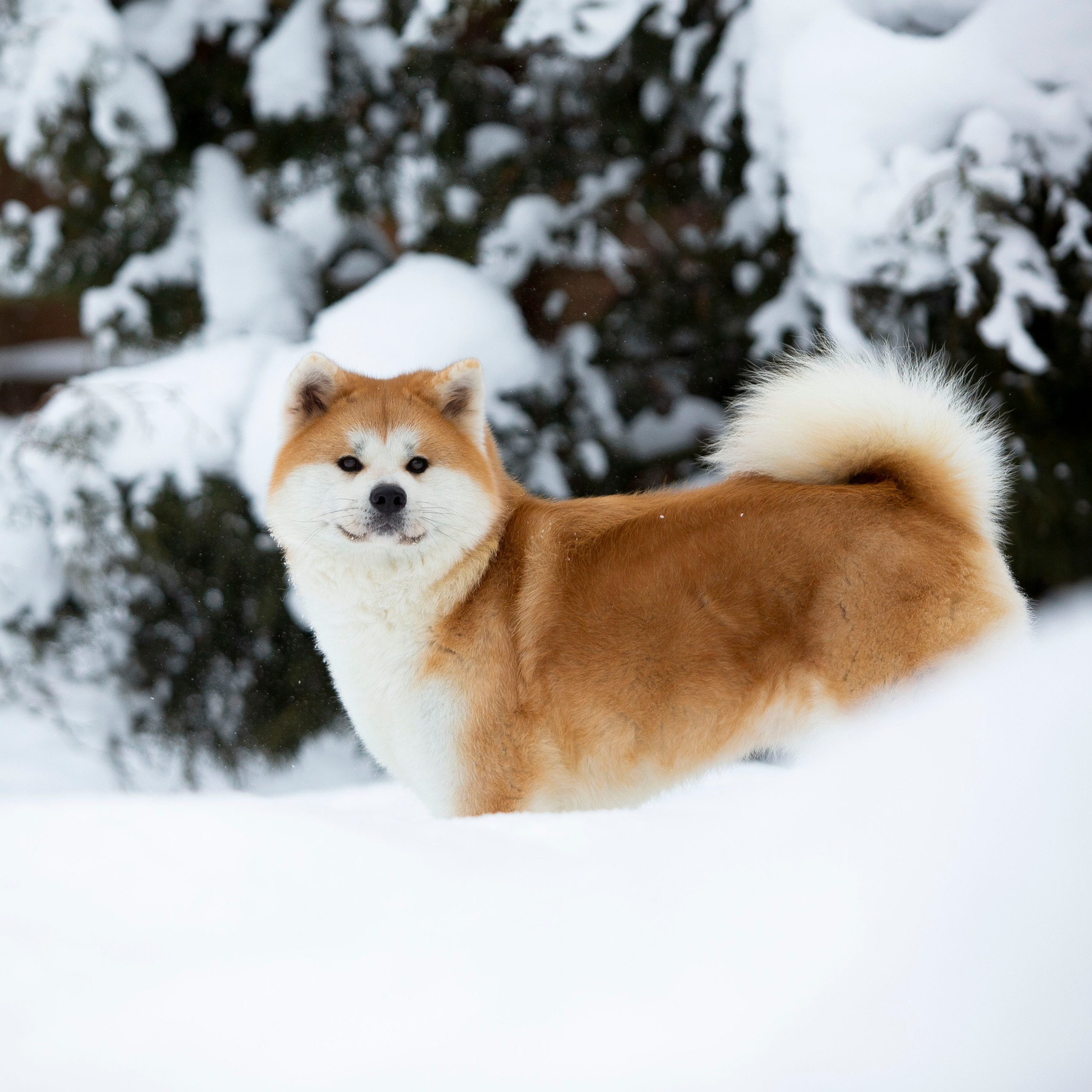 SAEMI GO TOKIMITSU. SHIOMARU Питомник сиба и акита-ину