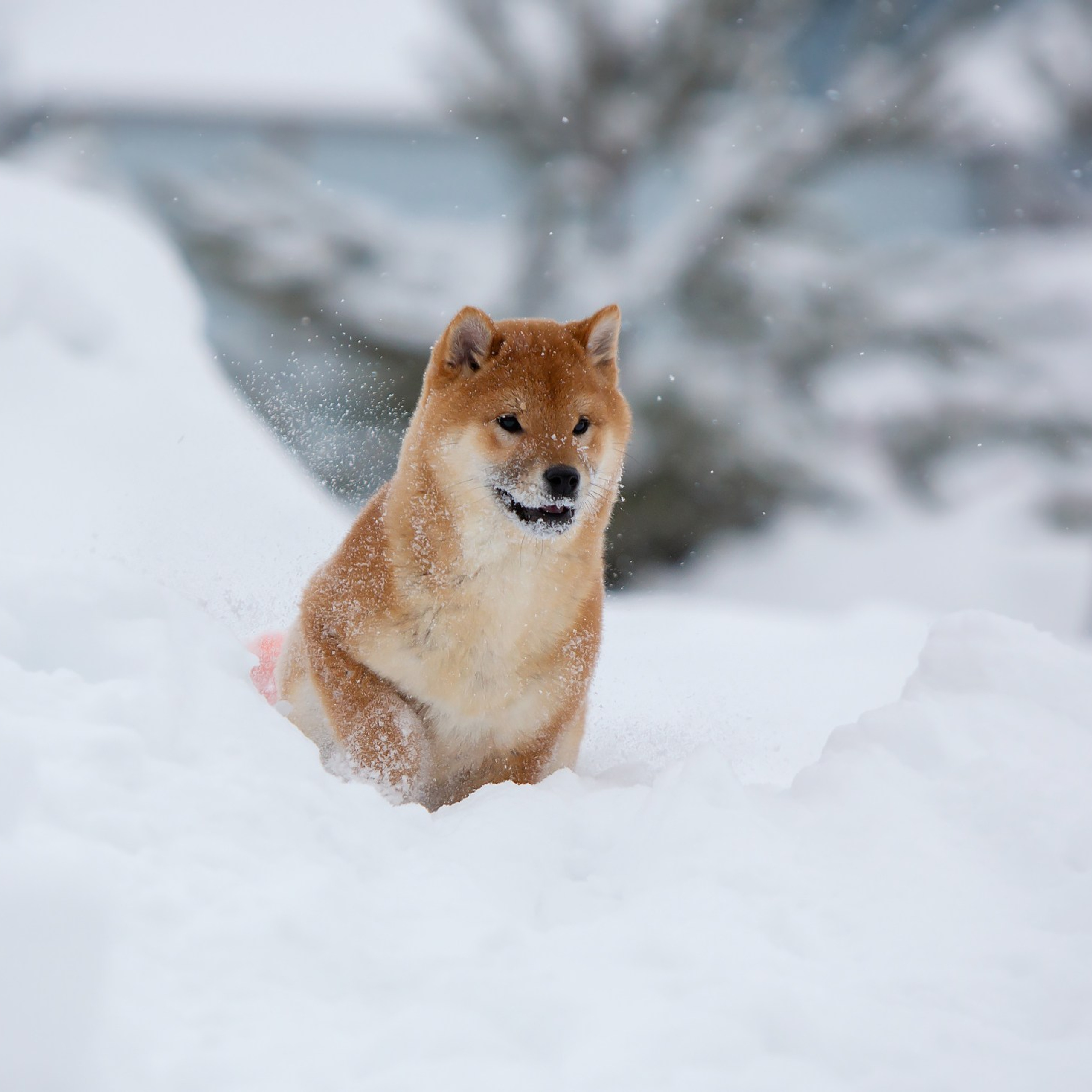 СИБА. SHIOMARU Питомник сиба и акита-ину