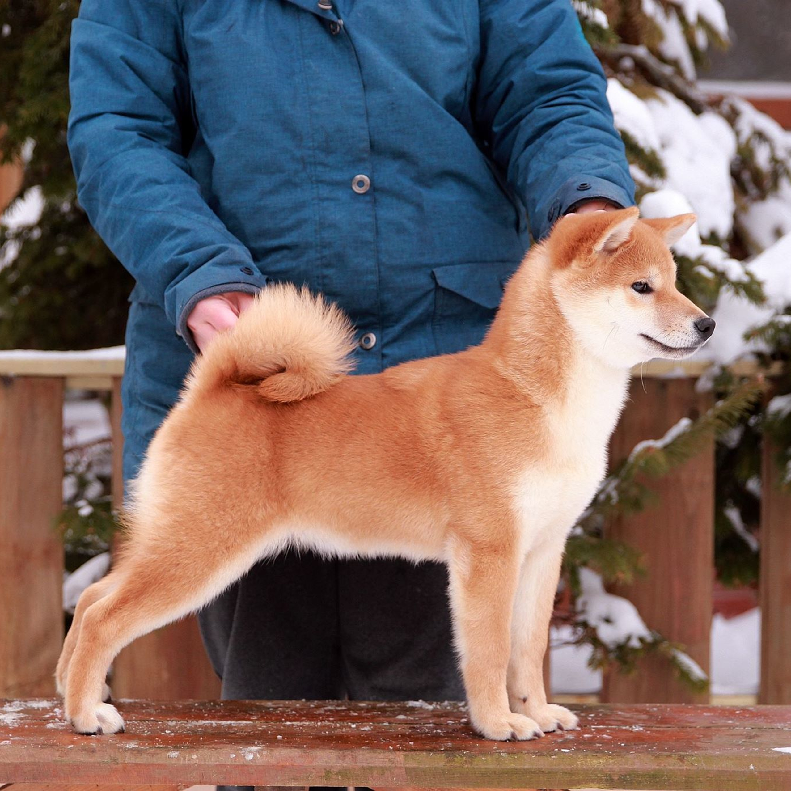 Litter L. SHIOMARU Shiba and Akita Inu Kennel