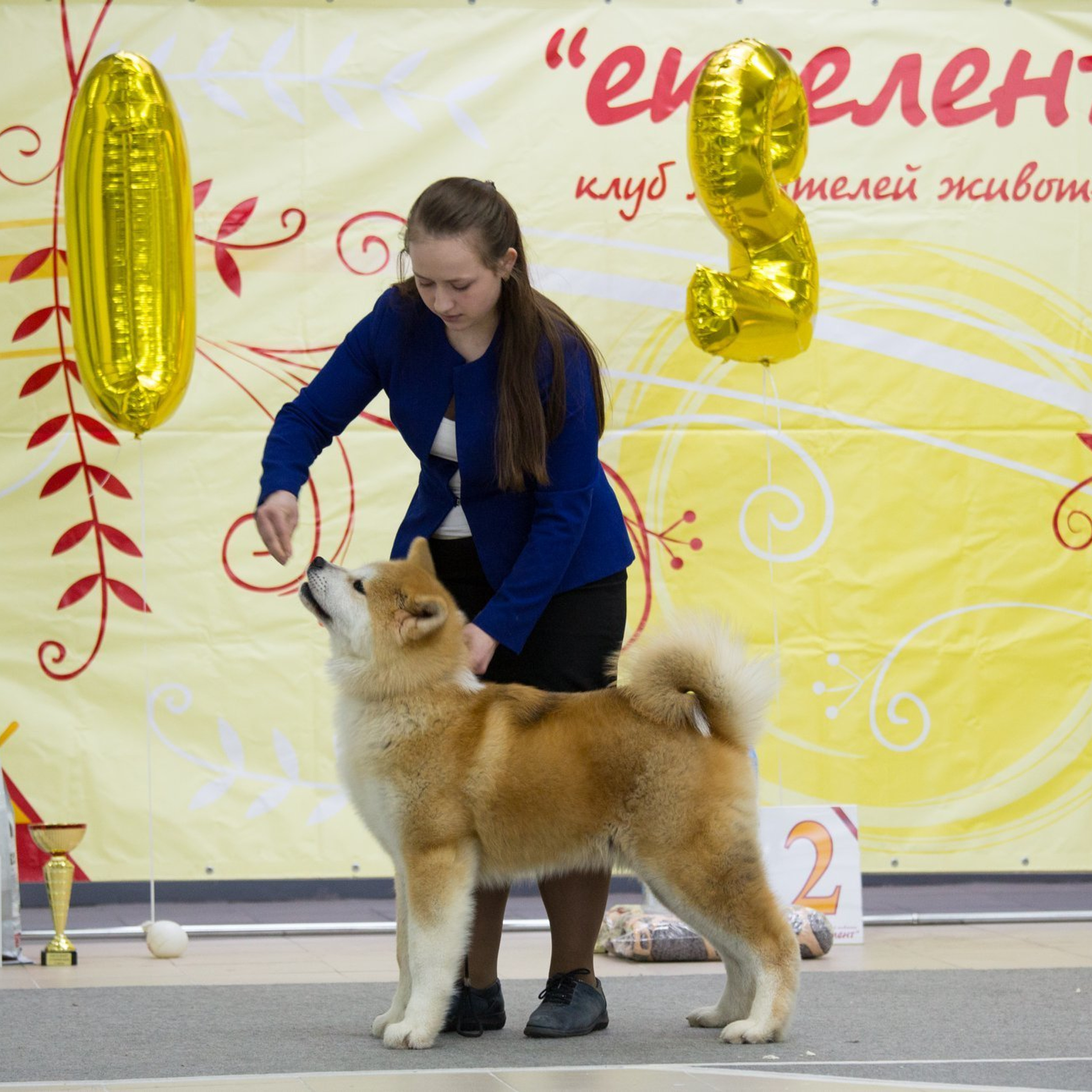 2019. SHIOMARU Shiba and Akita Inu Kennel