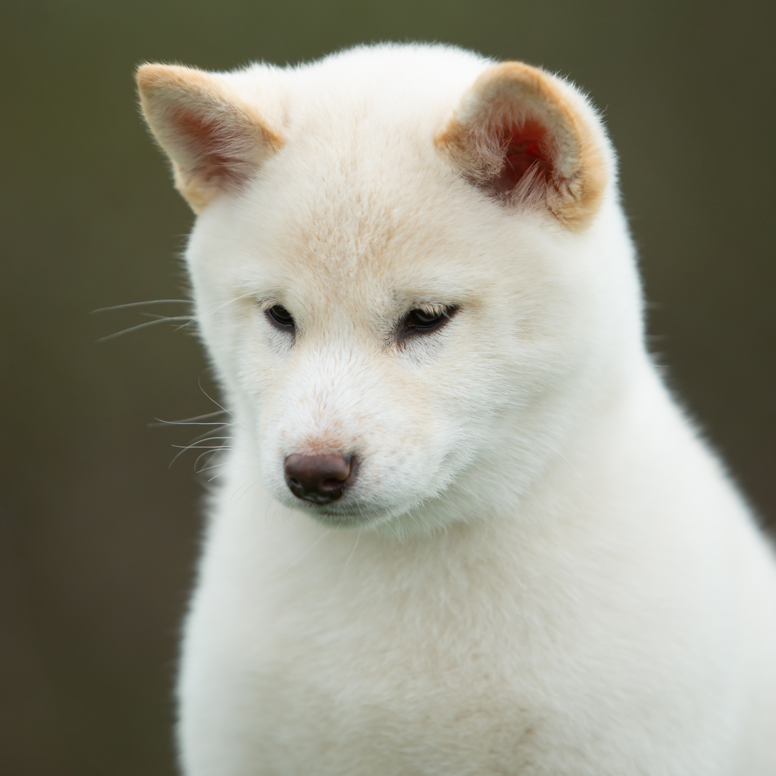 ПОМЕТ W-2022. SHIOMARU Питомник сиба и акита-ину