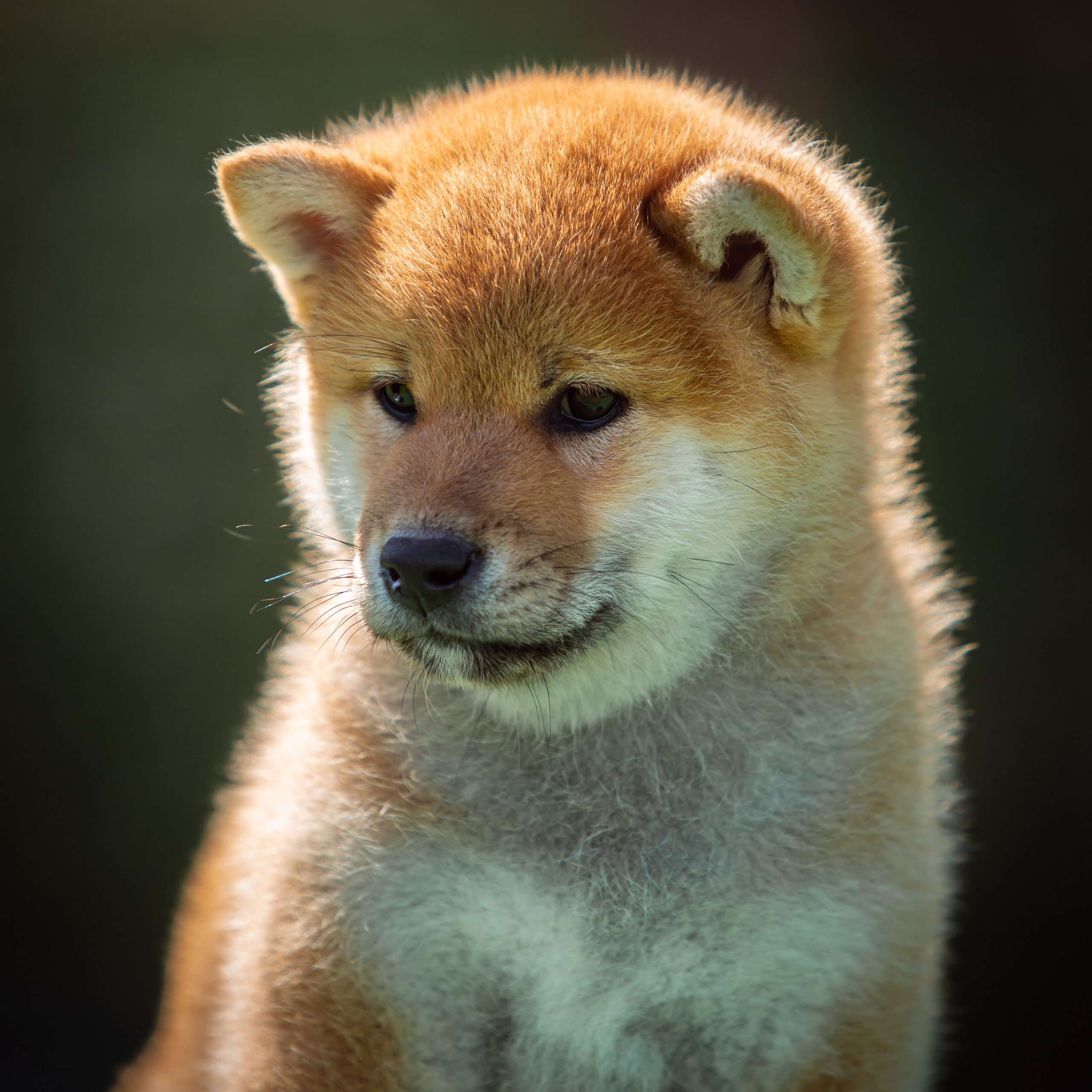 ПОМЕТ B-2022. SHIOMARU Питомник сиба и акита-ину